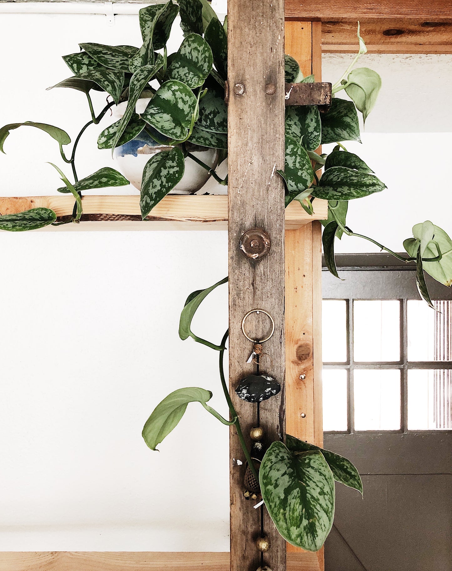 Scindapsus Pictus in Vintage Ceramic