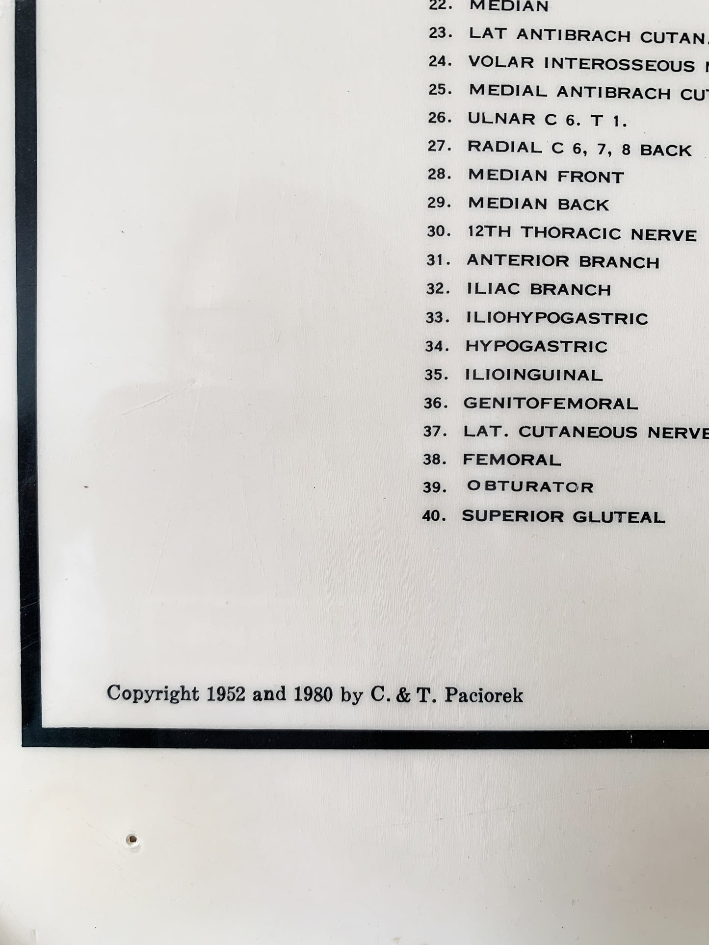 Chiropractic Spinal Nerves Laminated Poster c1980