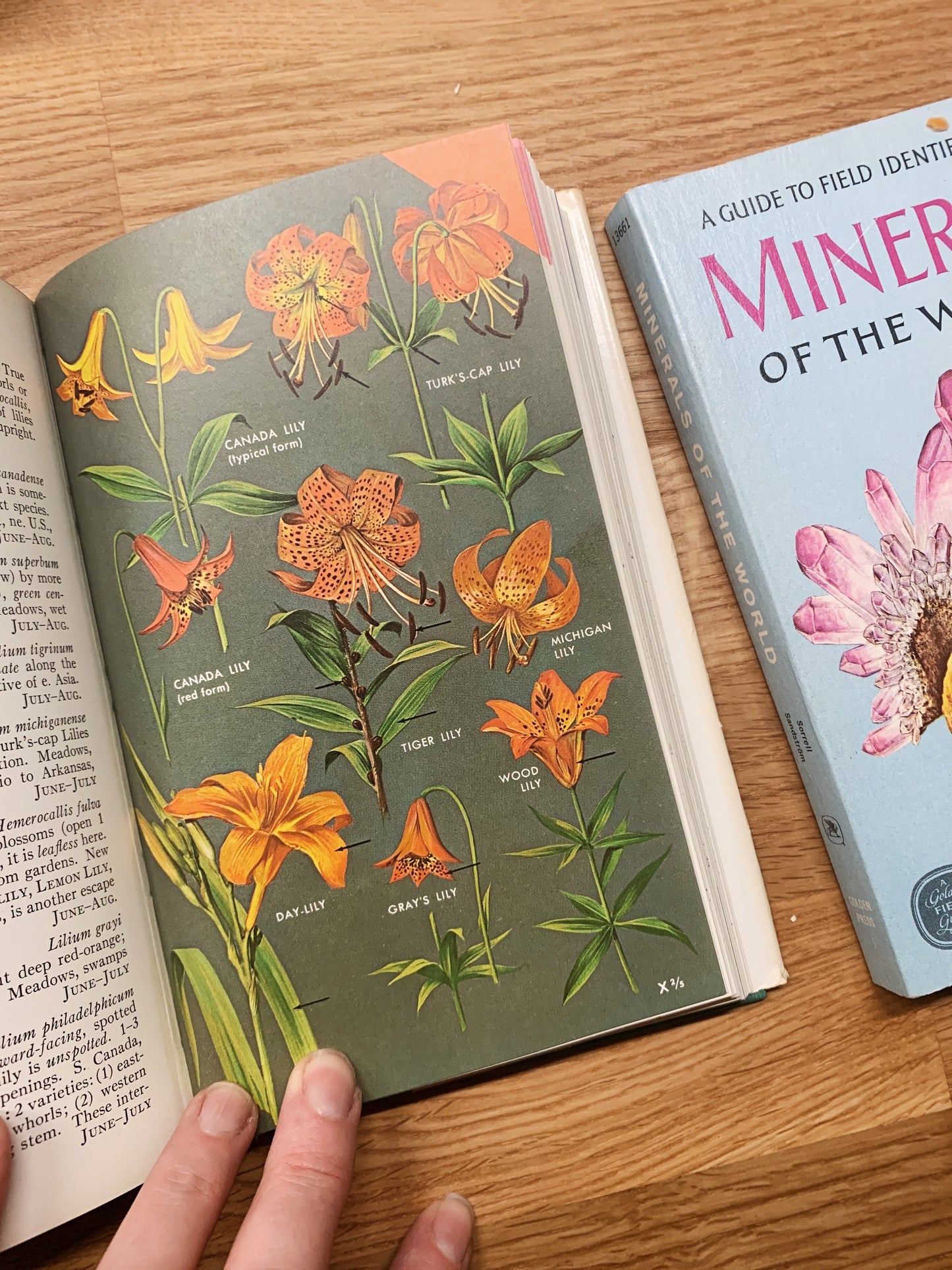 1960s/1970s Field Guide