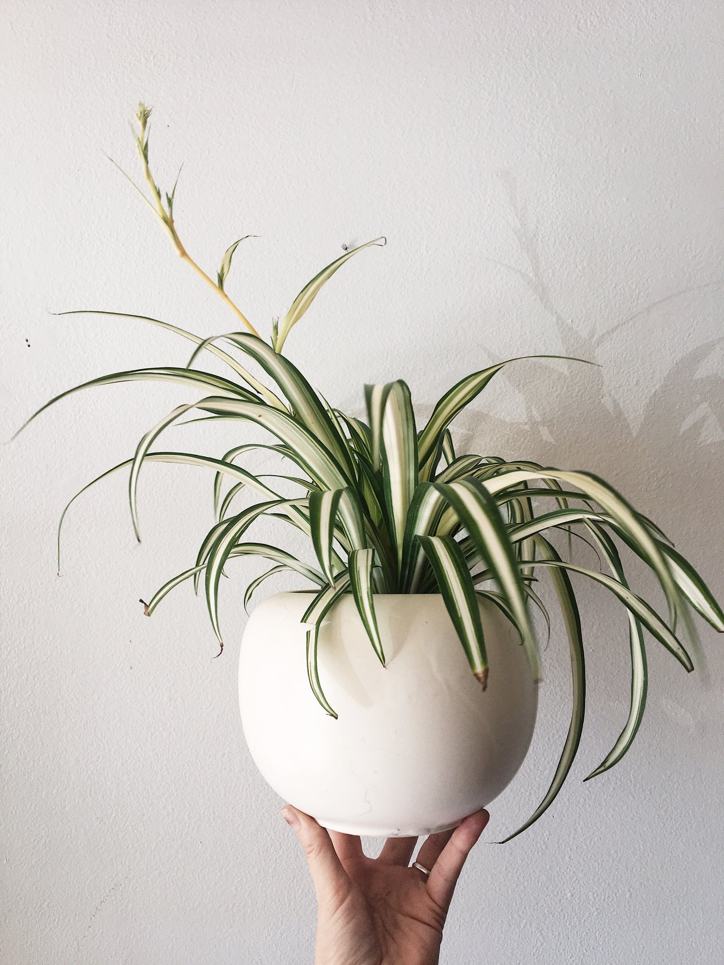 Vintage Floraline Vase