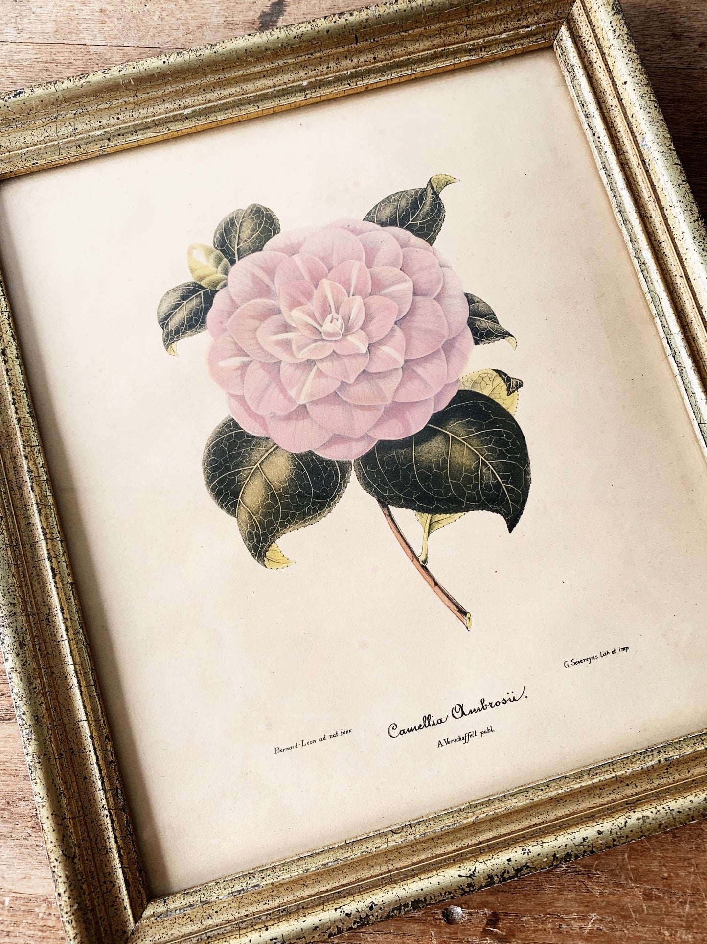 Vintage Framed Botanical Print ‘Camellia Ambrosii’