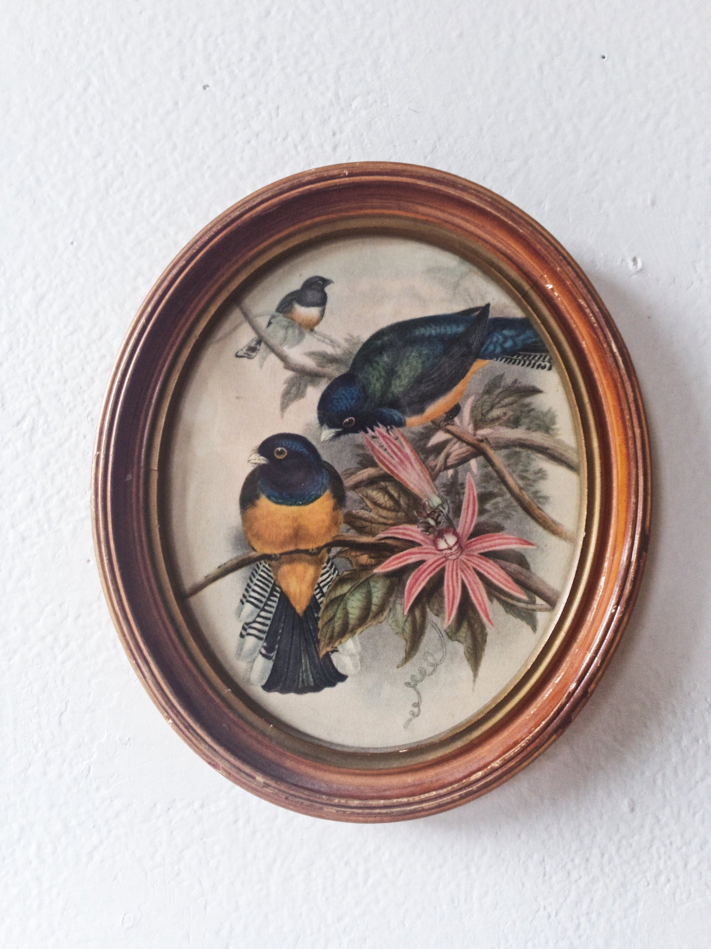 Vintage Bird Print