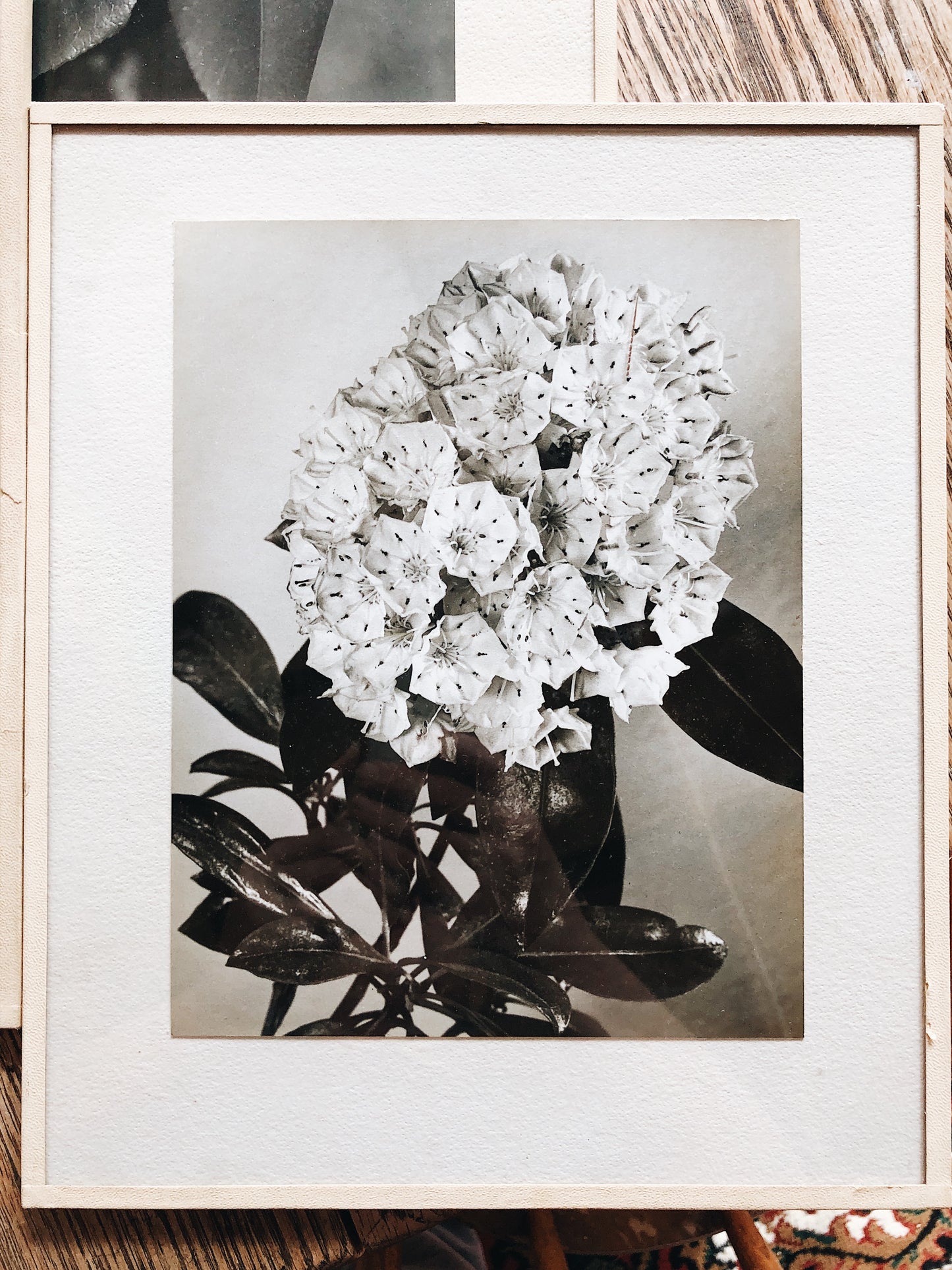 Vintage Original Botanical Photograph