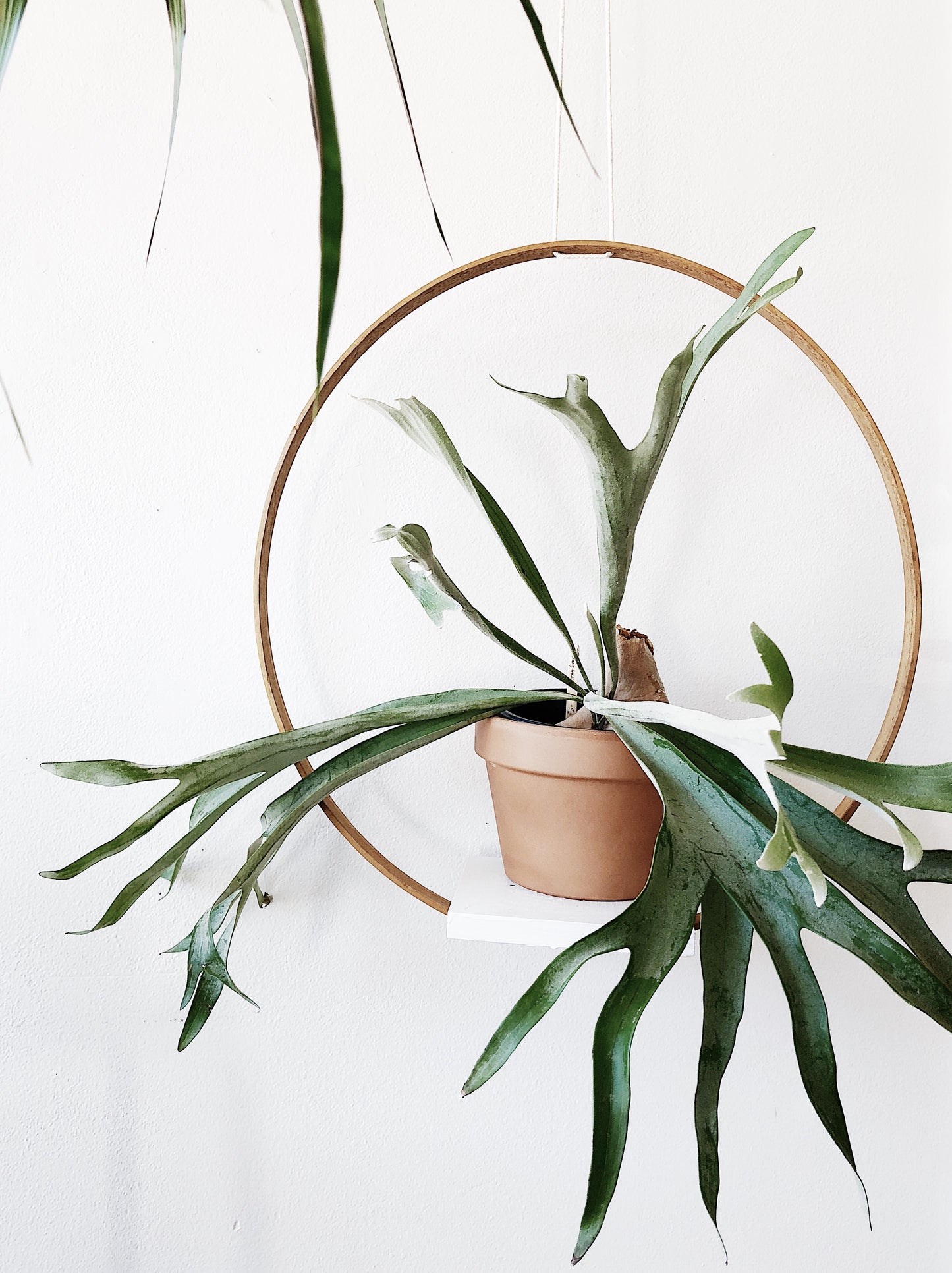 Handmade Circular Wood Hanging Shelf