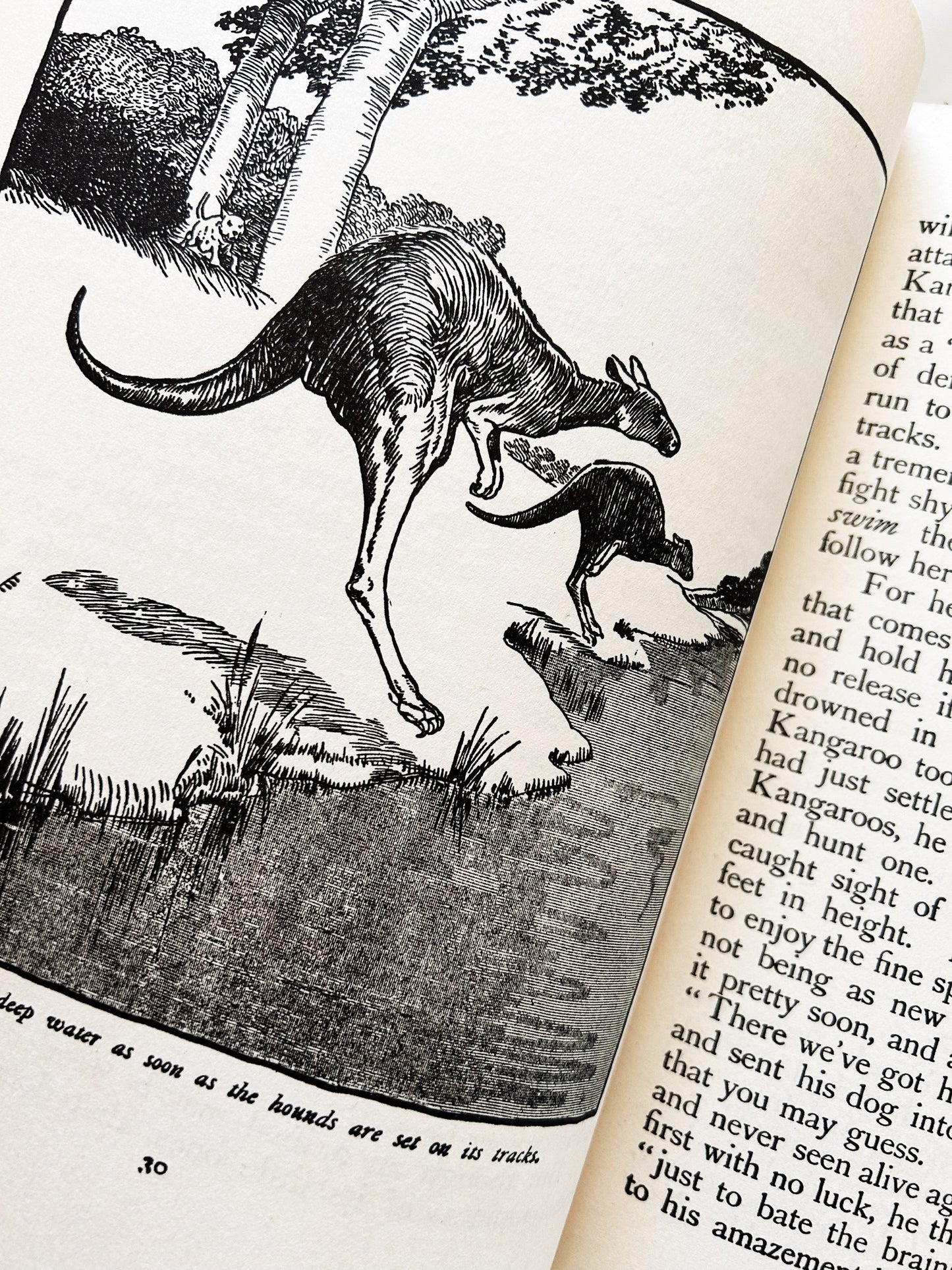 Antique Natural History Book