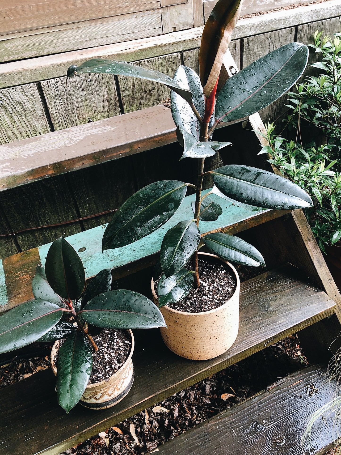 Ficus Elastica in Vintage Pottery