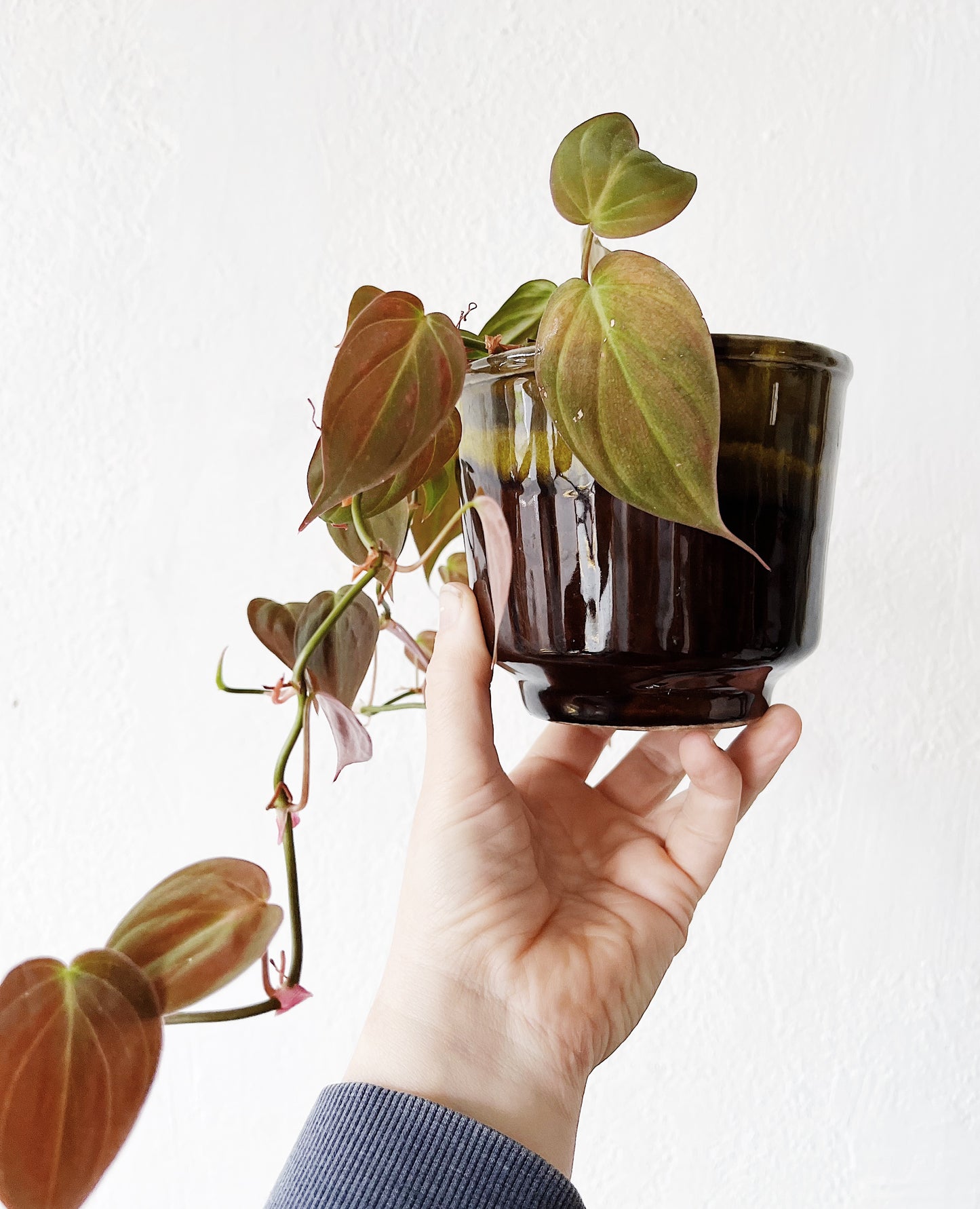 Philodendron Micans in Vintage