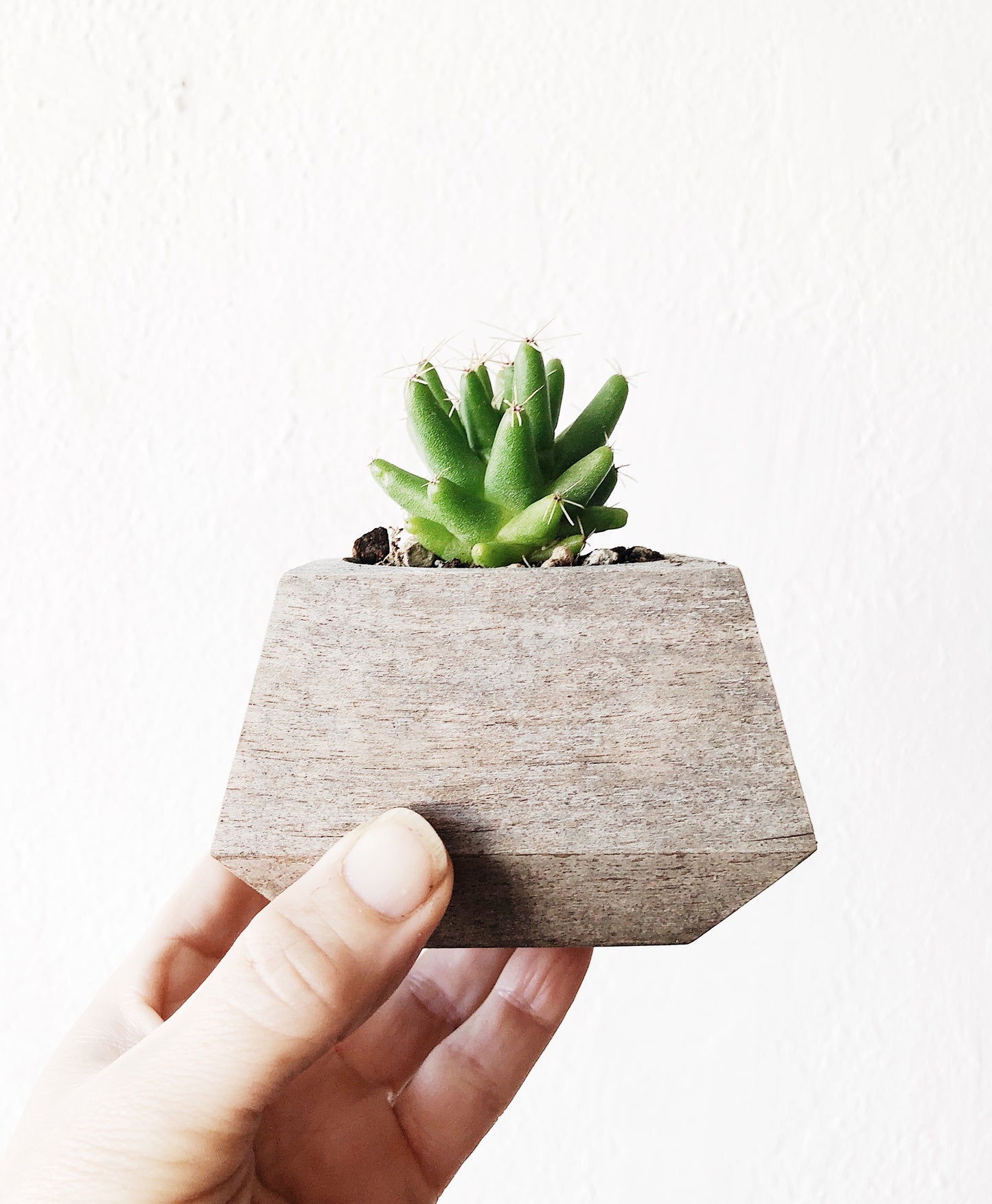 Mini Cactus in Geo Wood