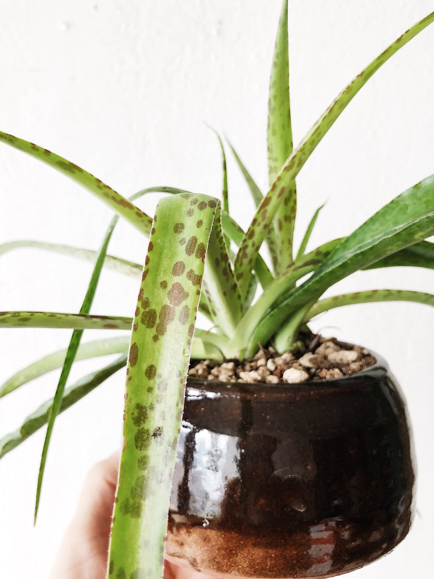 Manfreda Plant in Vintage Stoneware