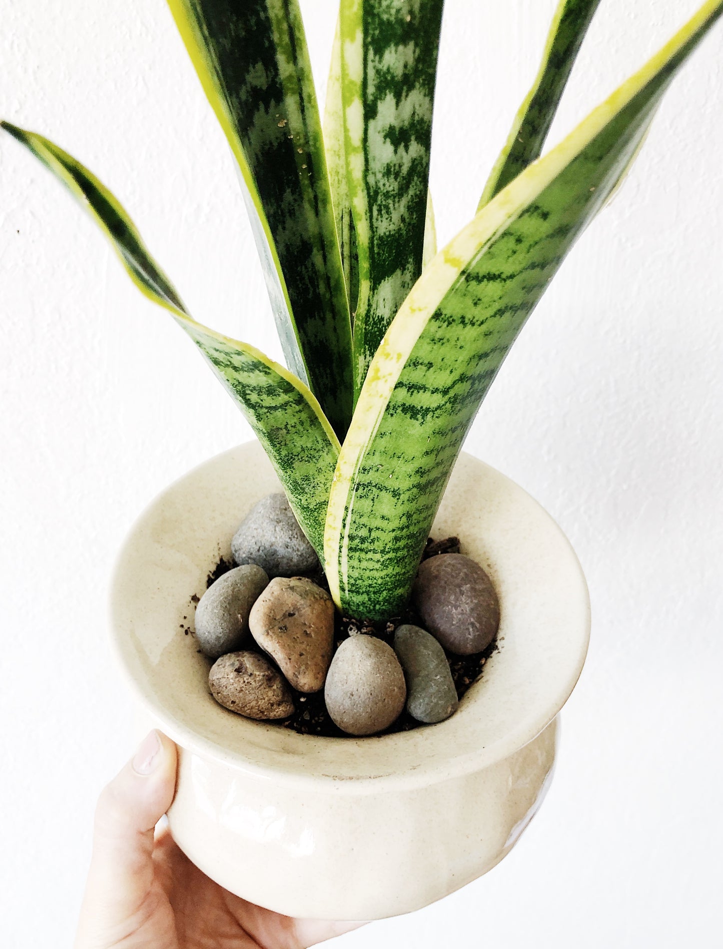 Sanseveria in Vintage Pottery