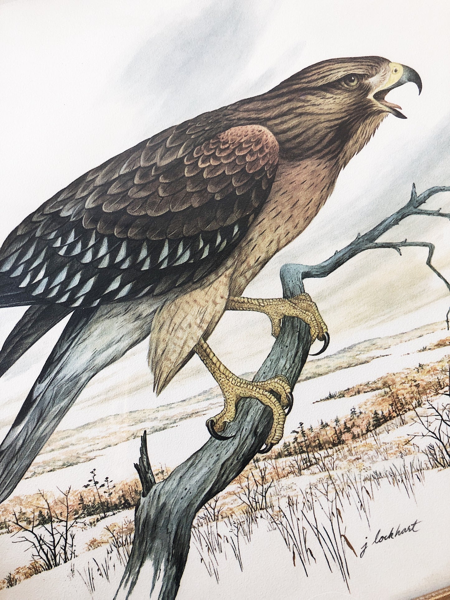 Vintage J Lockhart Hawk Litho