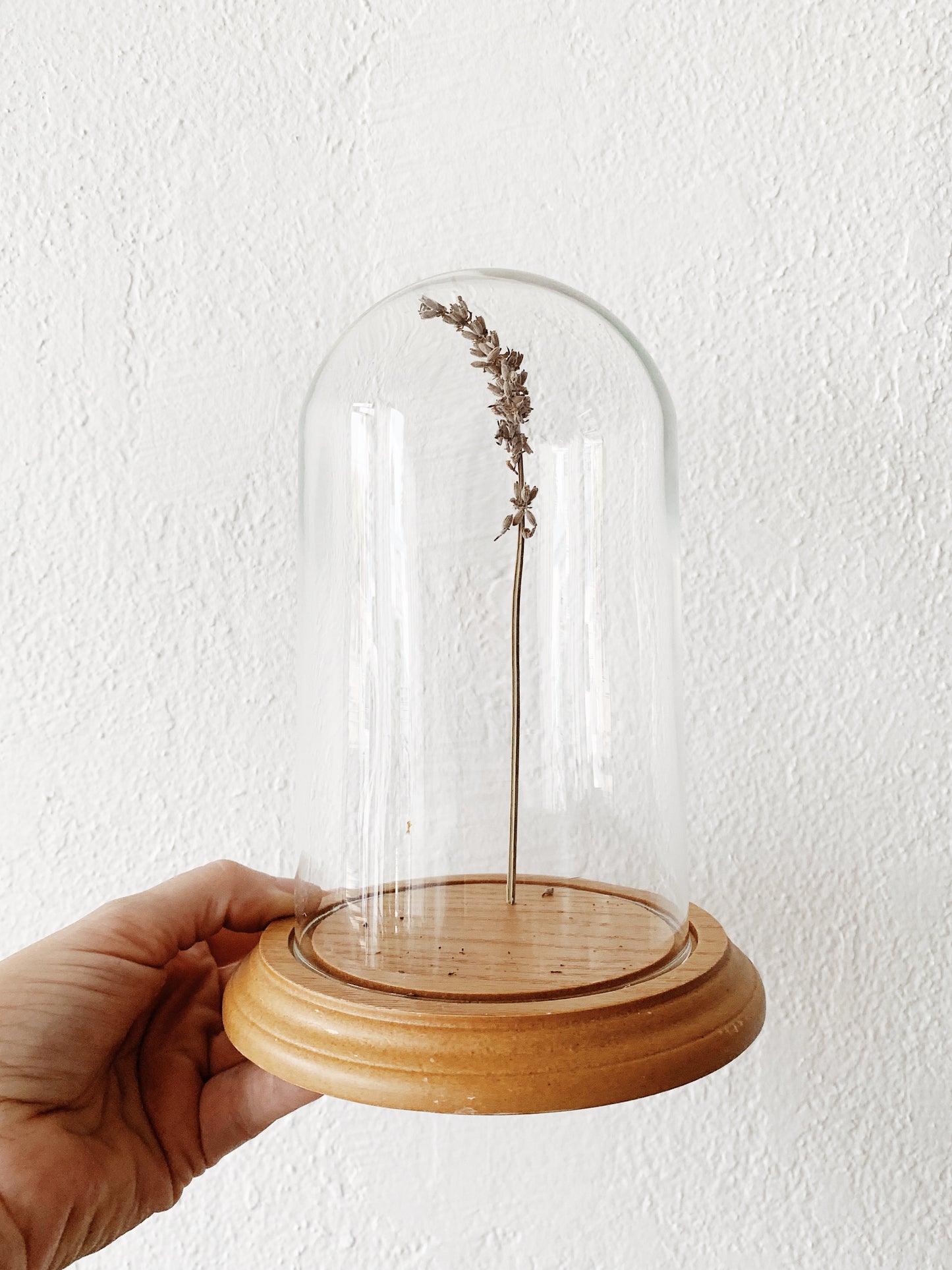 Petite Glass Cloche Display