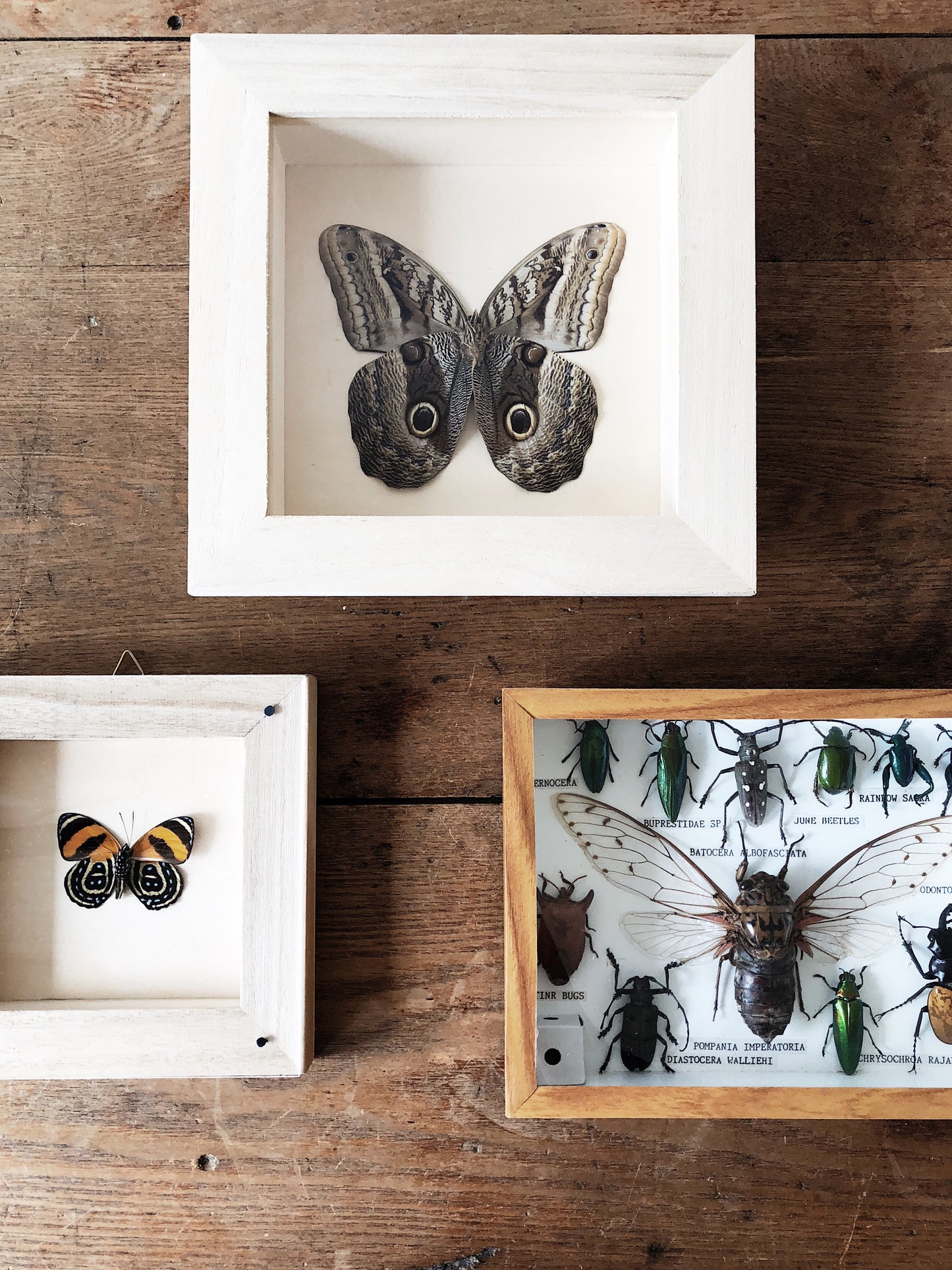 Vintage Butterfly Specimen Display