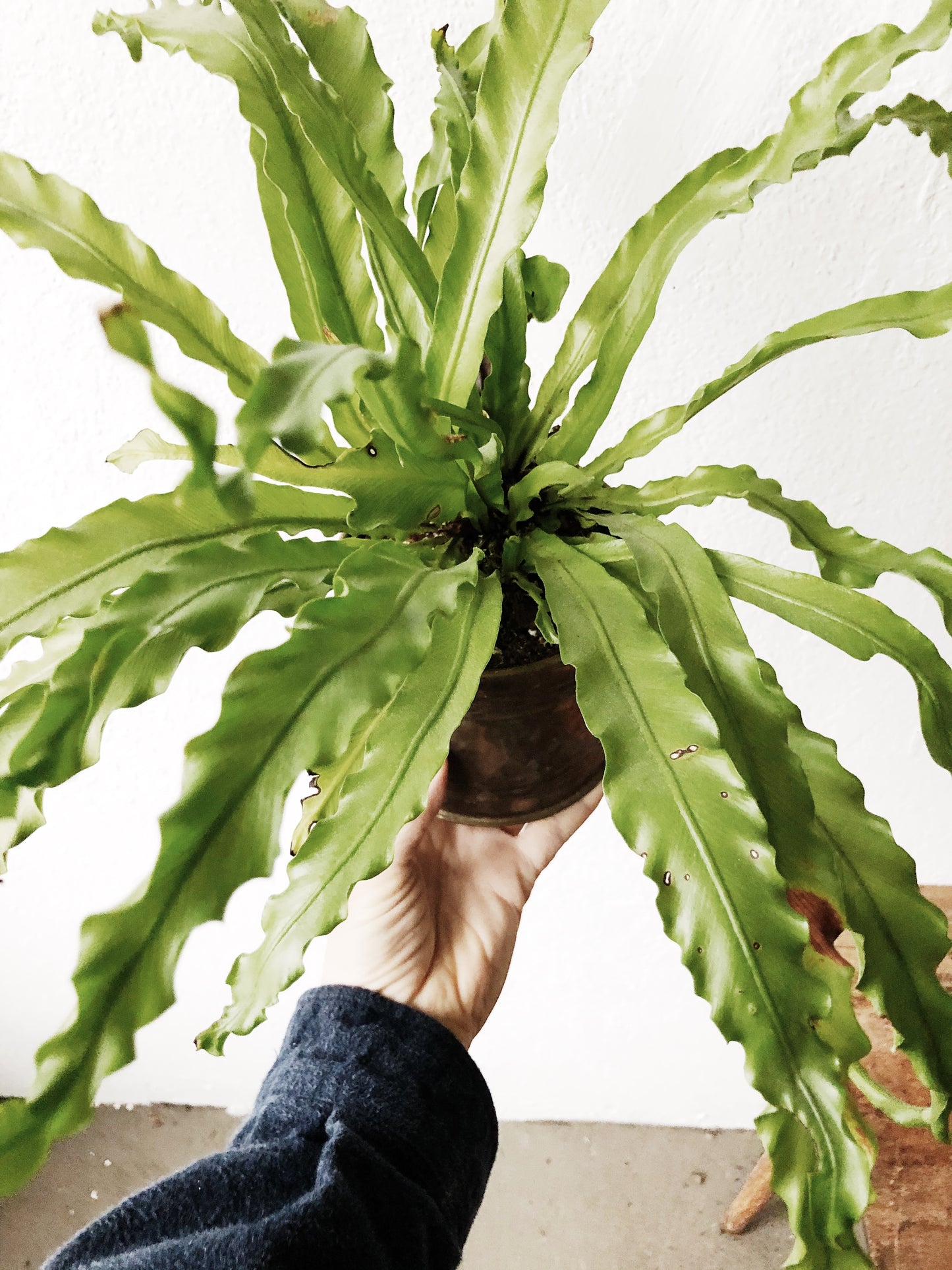 Birds Nest Fern In Vintage Brass