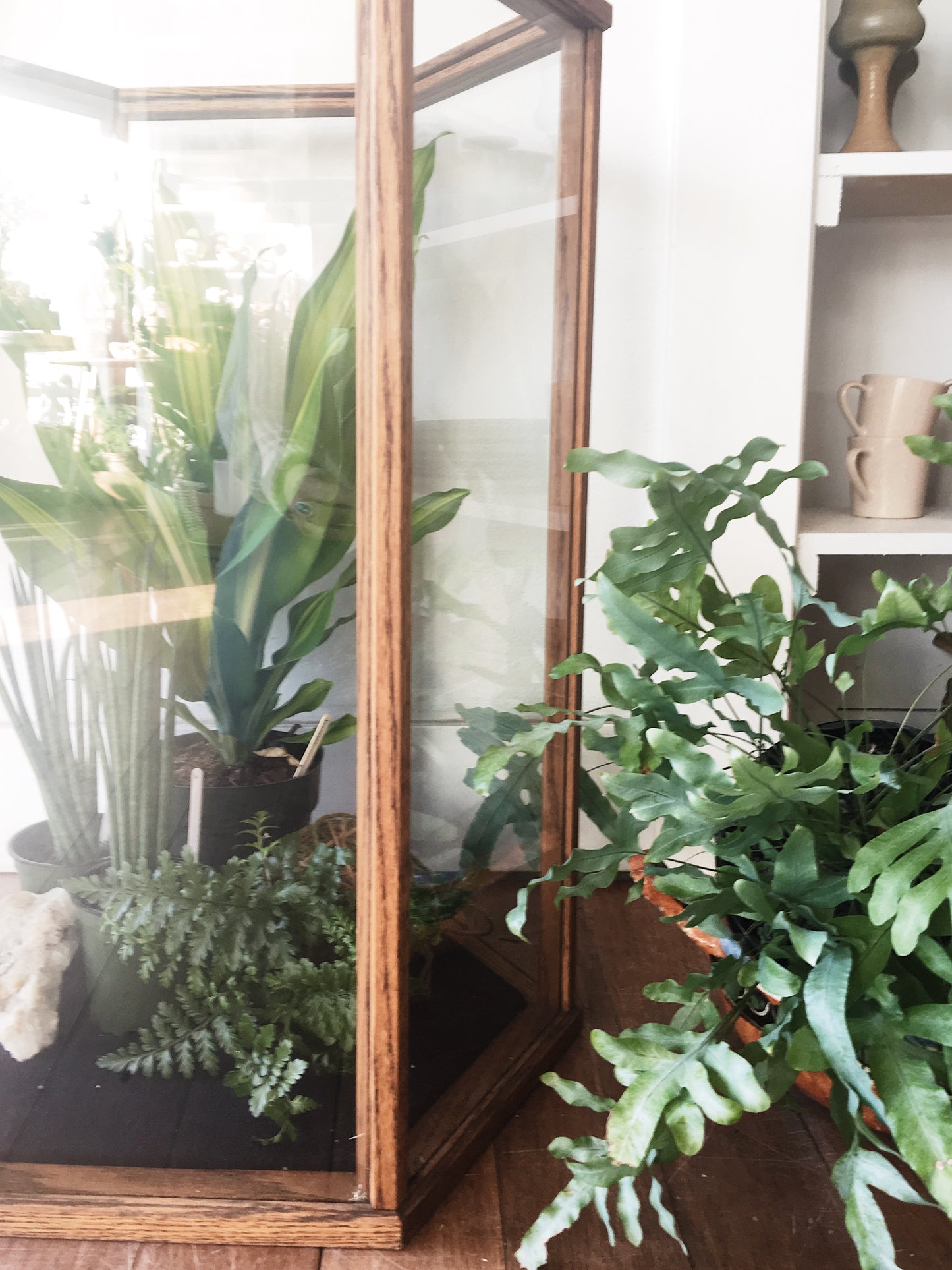 Large Wood and Glass Terrarium