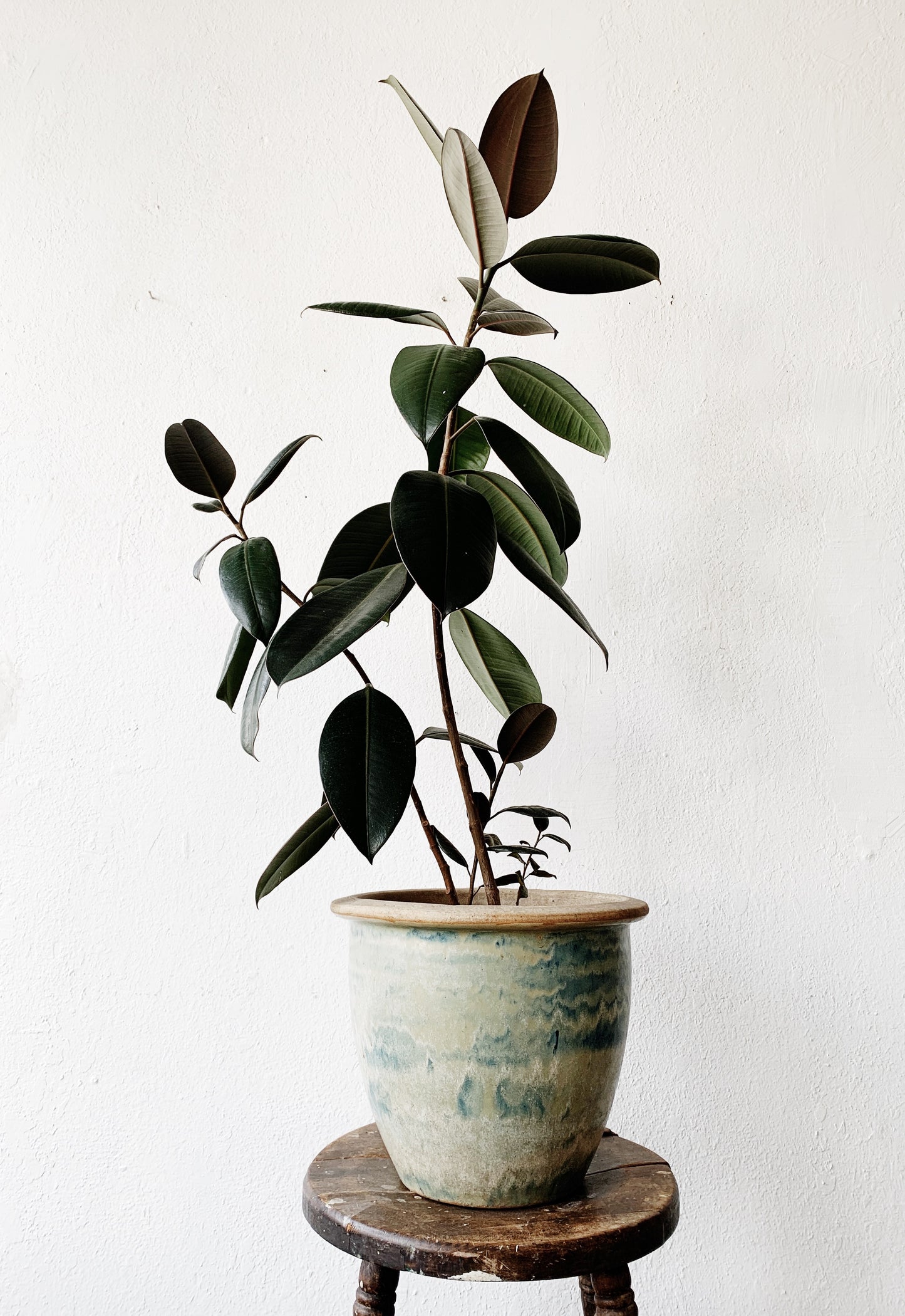 Large Potted Ficus / Rubber Tree