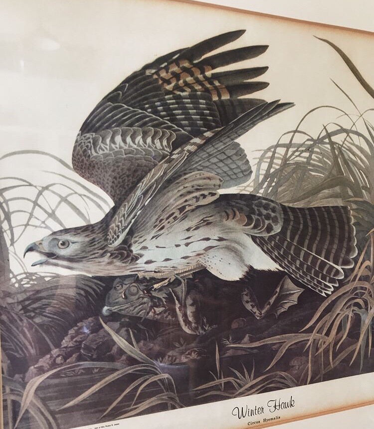 Vintage Framed Audubon Print