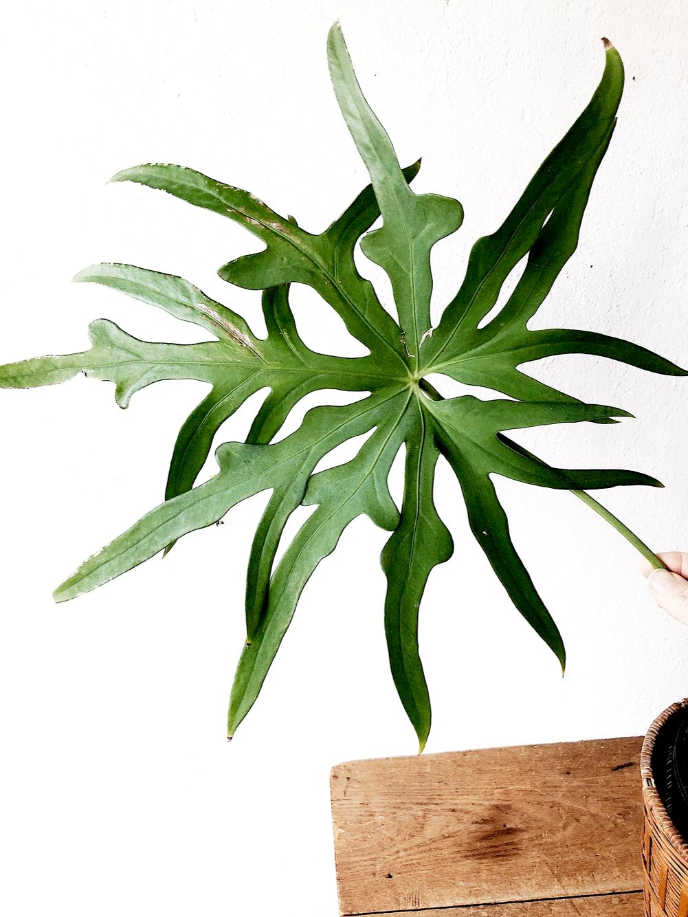 anthurium pedatoradiatum mature Mature Anthurium Pedatum – Maven Collective