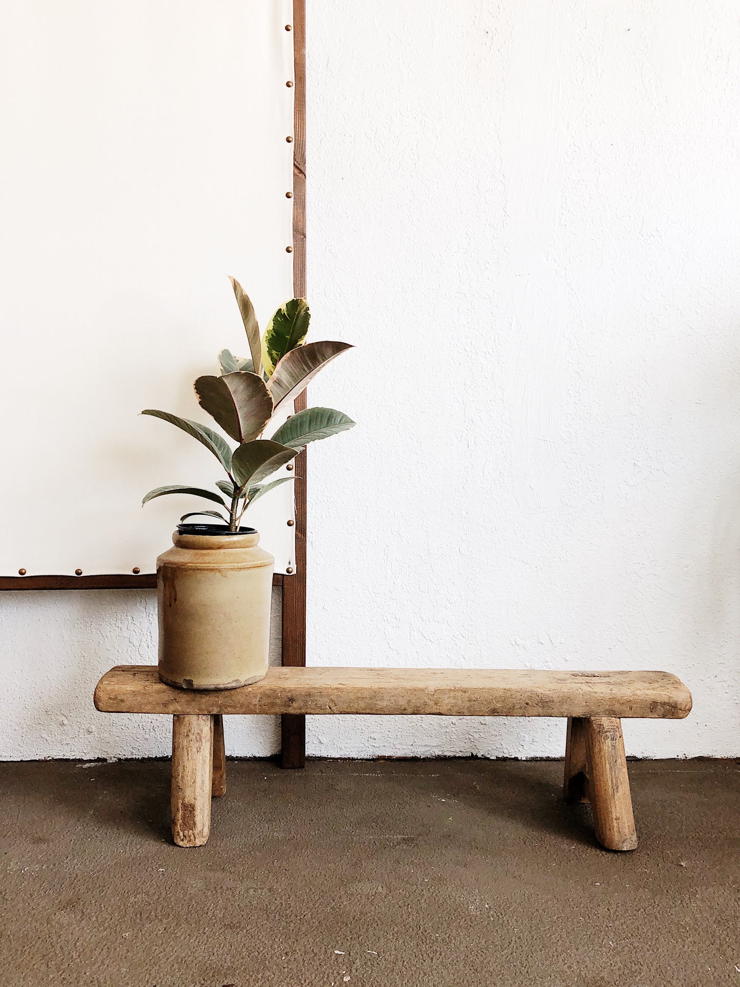 Ficus Elastica in Old Pottery Crock