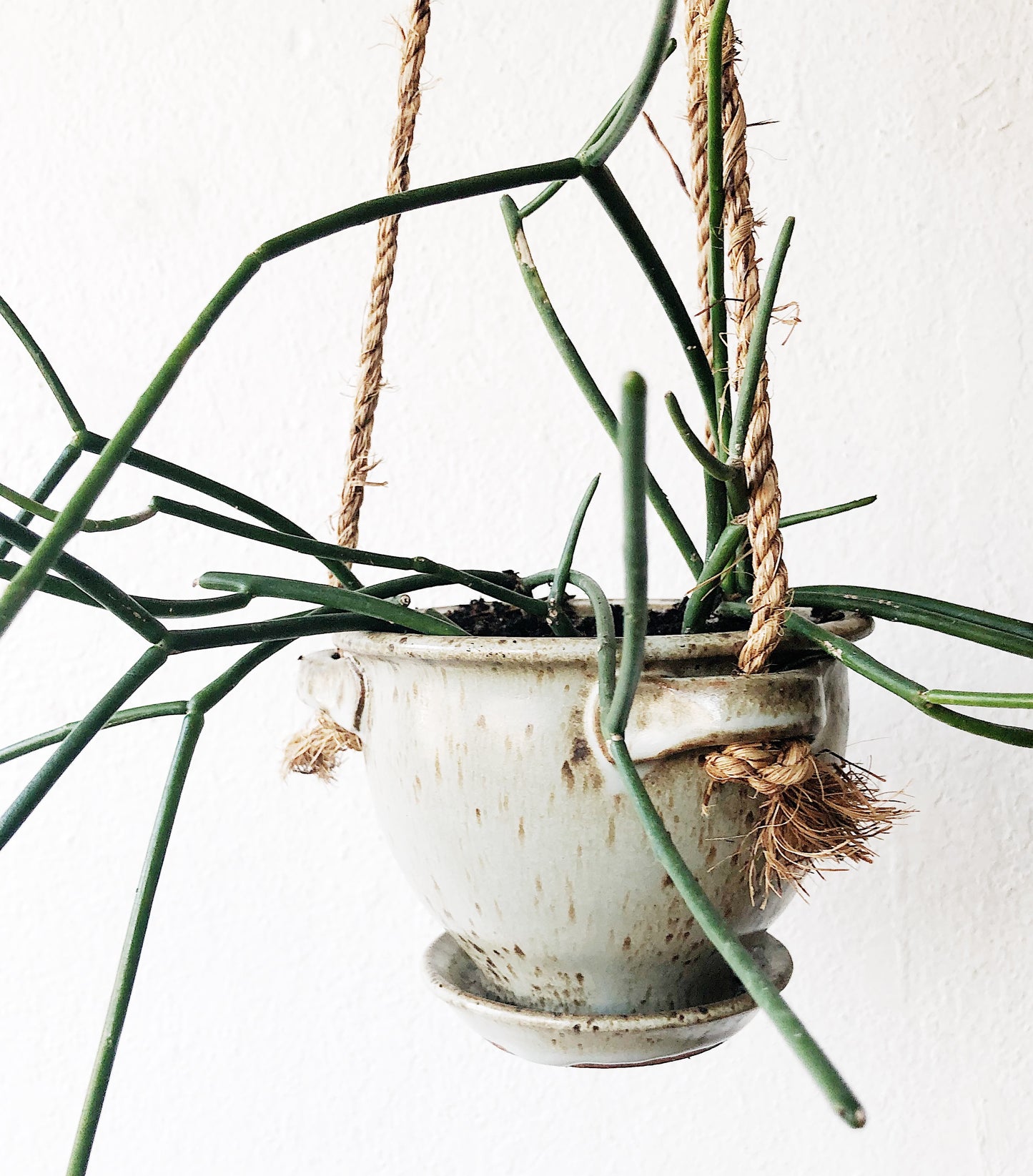 Walking Stick Cactus in Ceramic