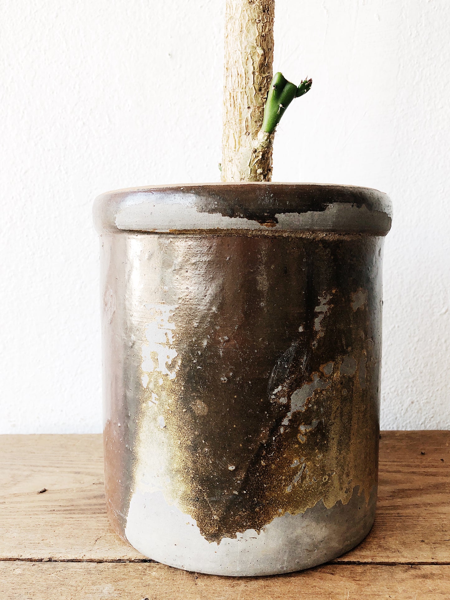 Tall Paddle Cactus in Salt Crock