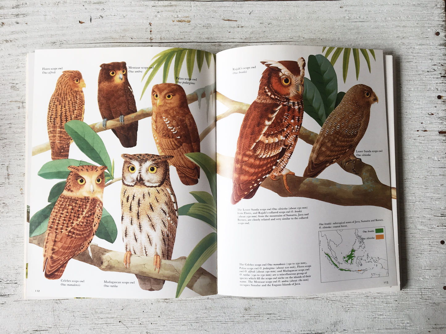 Owls of the World Vintage Book