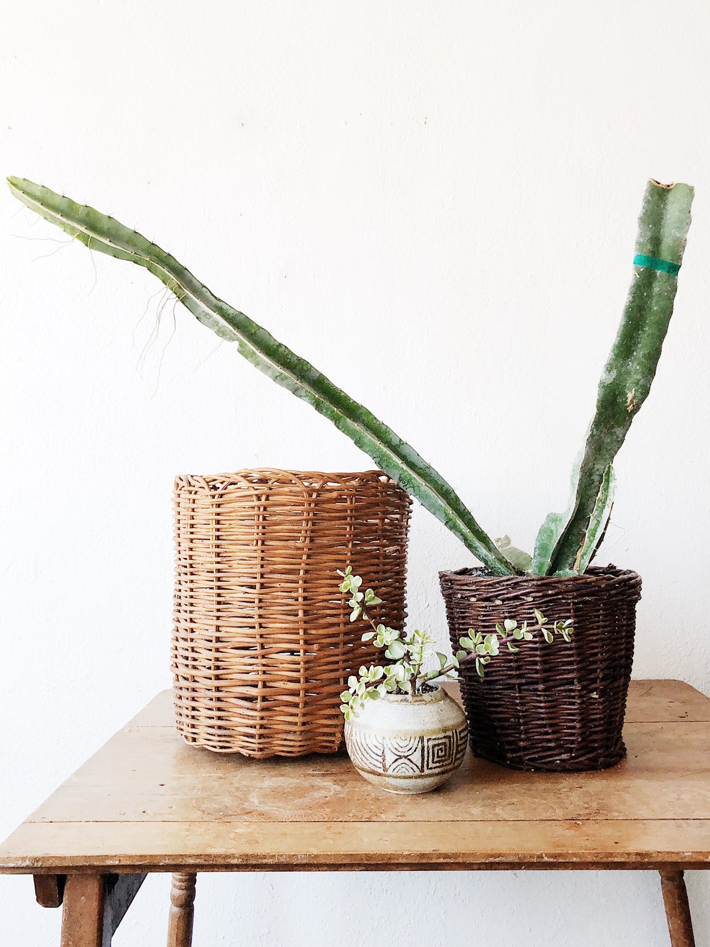 Variegated Portulacaria in Vintage Pottery