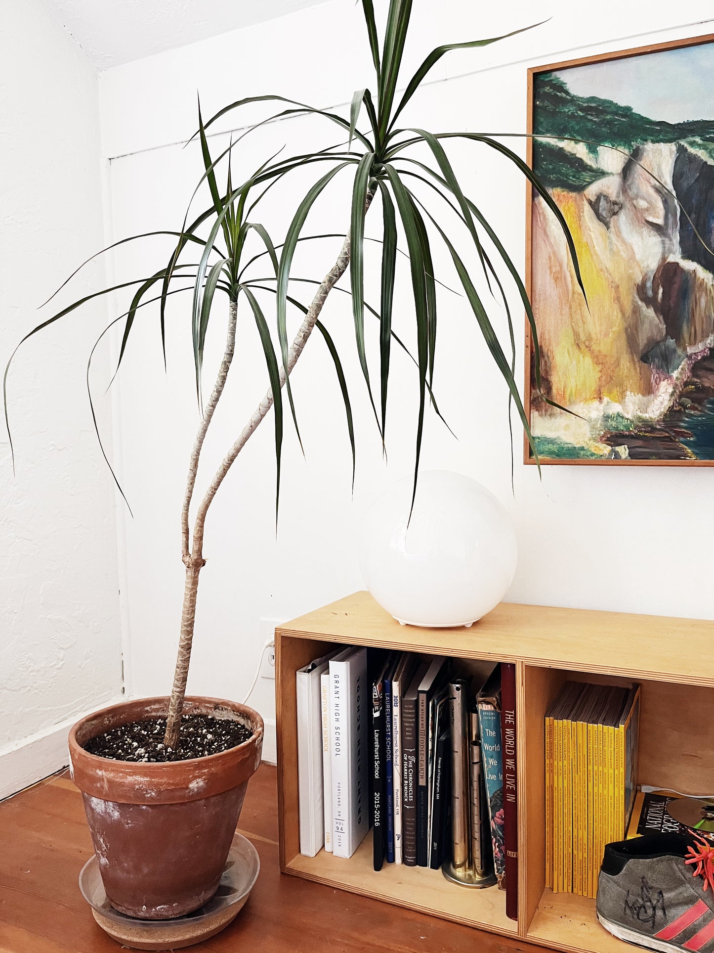 Tall Potted Dracaena Palm