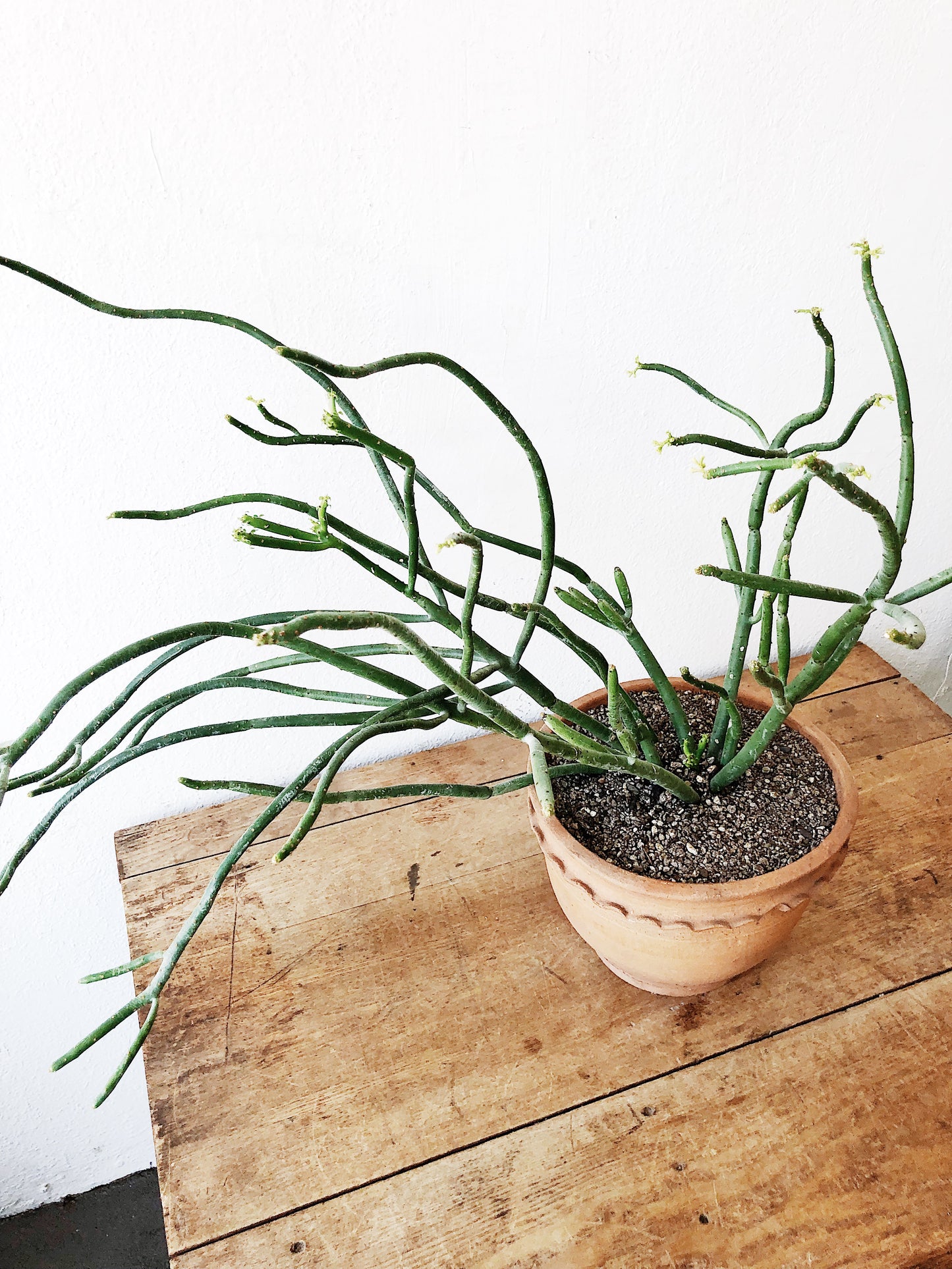 Large Euphorbia Tirucalli in Terra Cotta