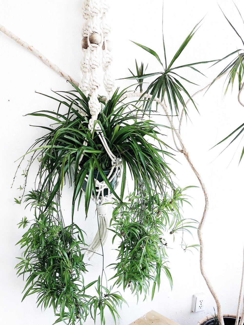 big spider plant Large Spider Plant in Cotton Macramé