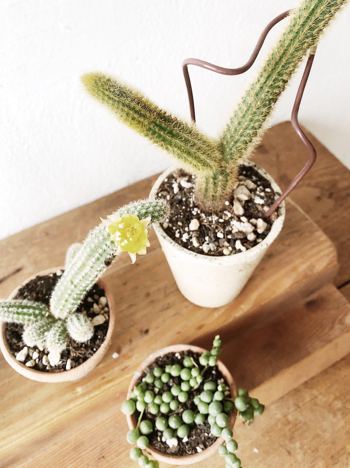 Mini Cactus or Succulent Pot