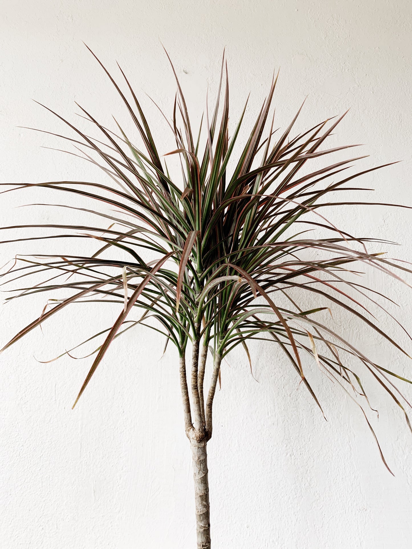 Dracaena Marginata in Vintage Ceramic Tray Pot
