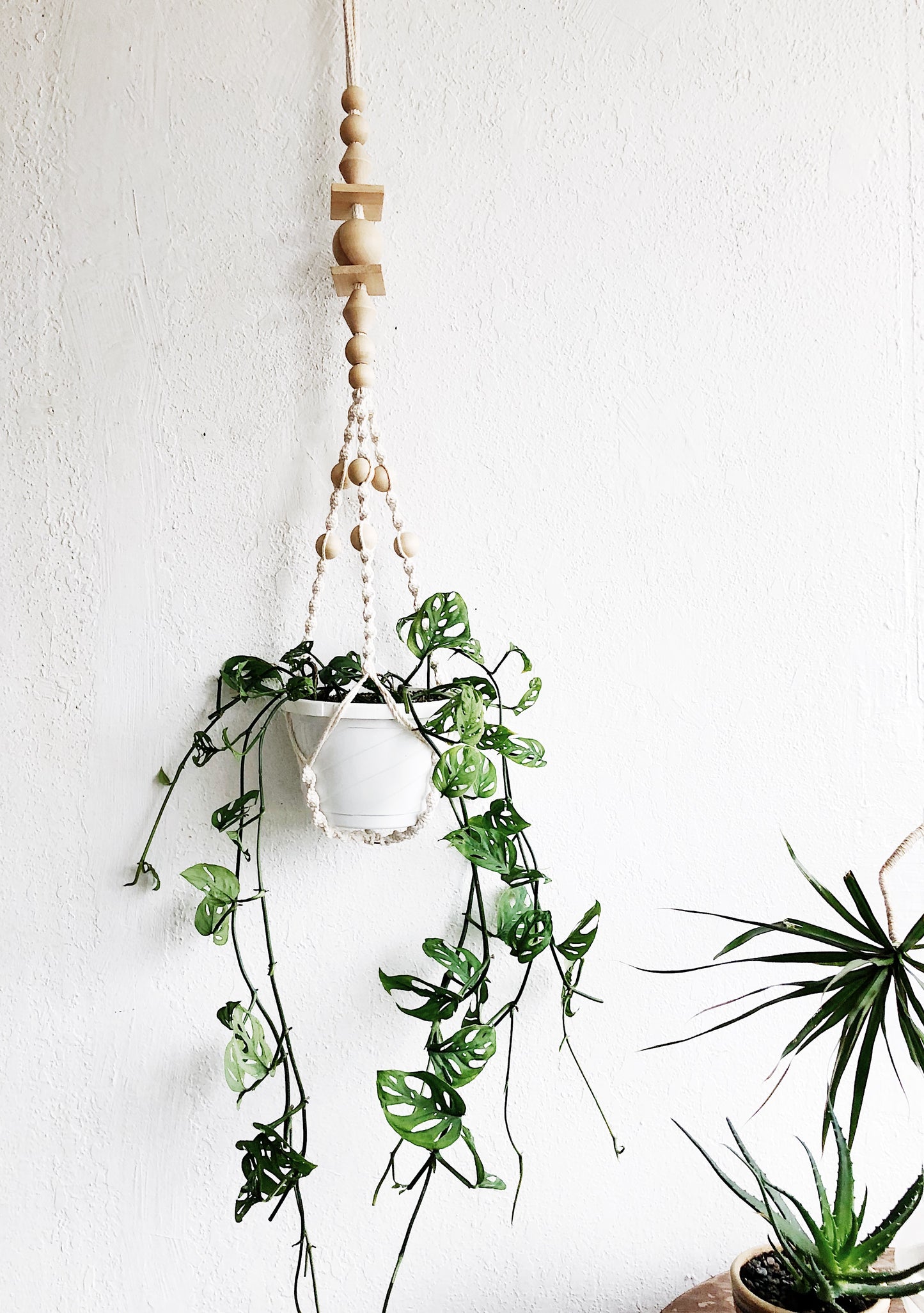Monstera Adansonii in Macrame