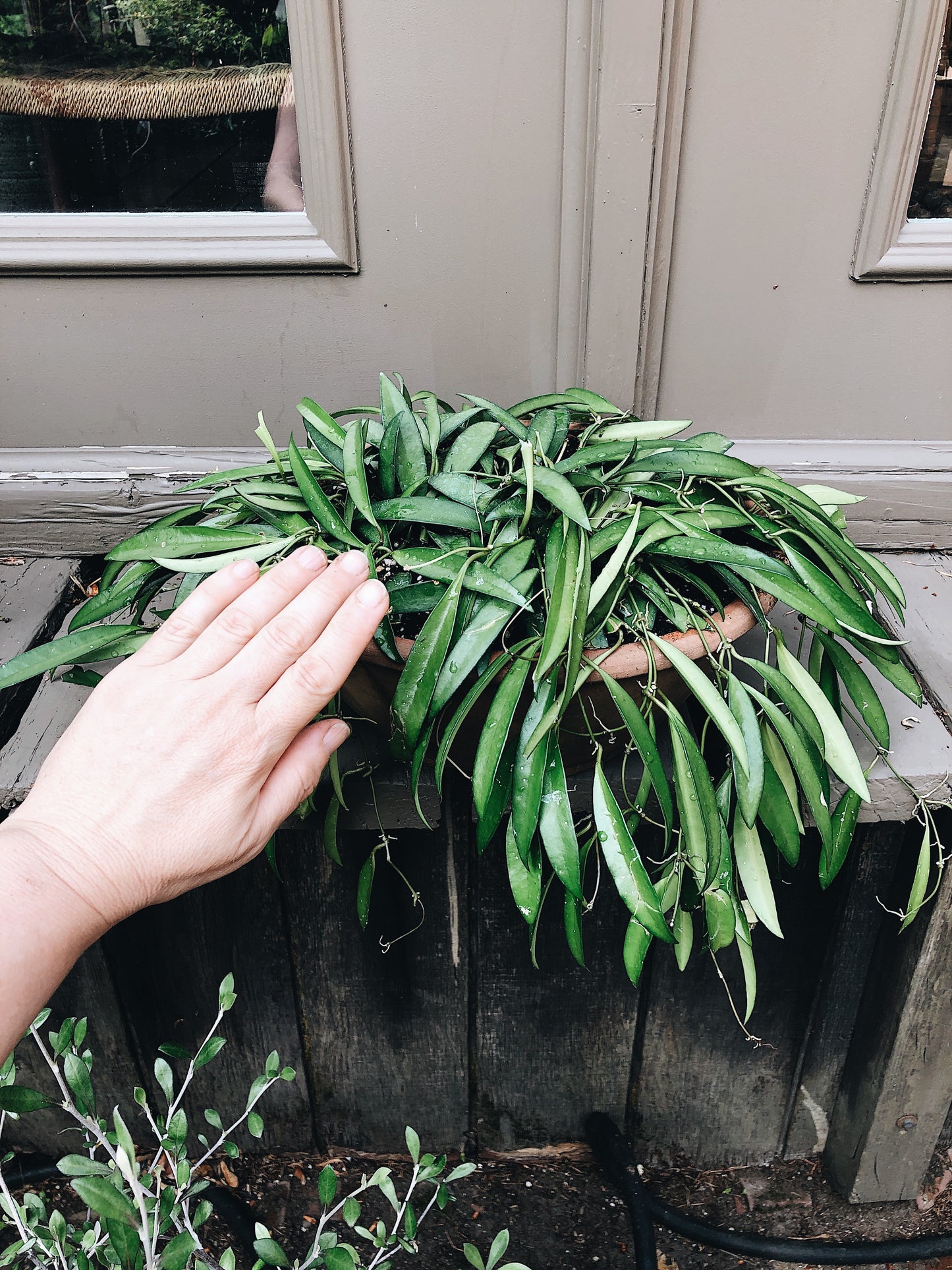 Large Hoya Kentiana in Terracotta Hanging Planter
