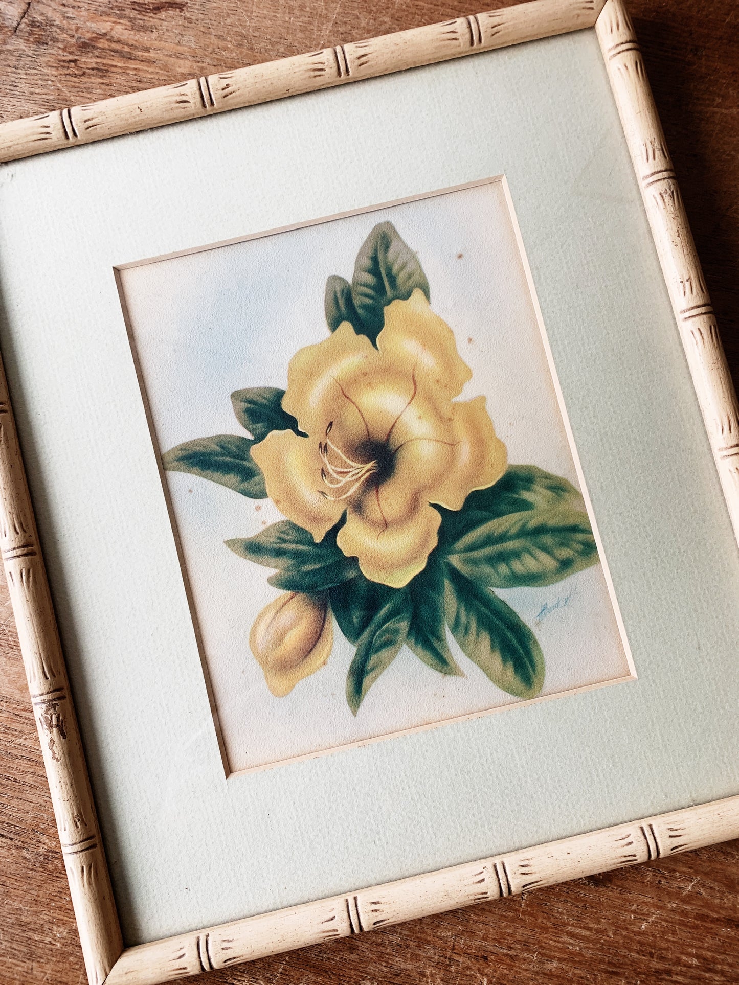 Mid Century Hawaiian Hibiscus Litho