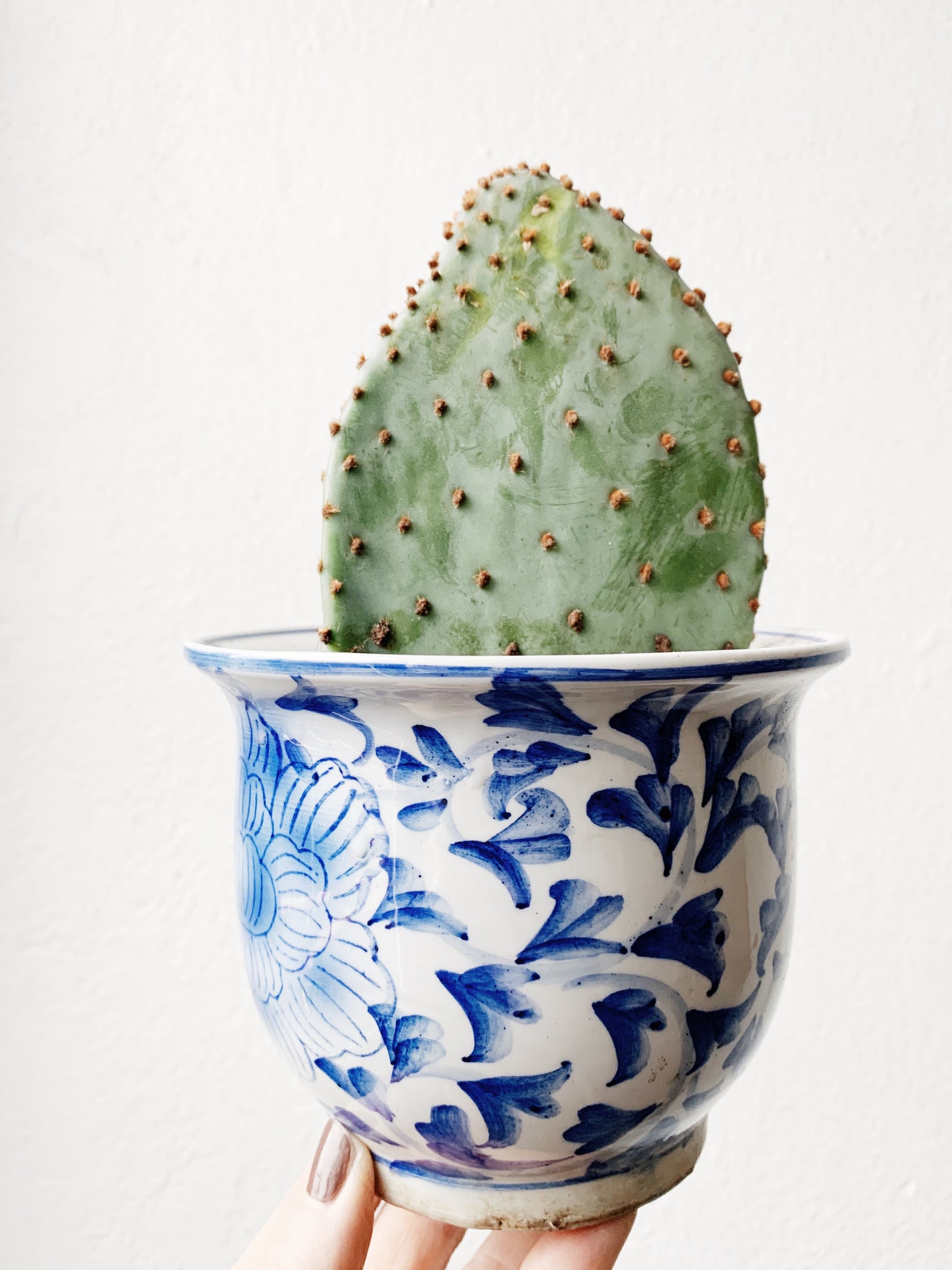 Potted Plant Local Pickup