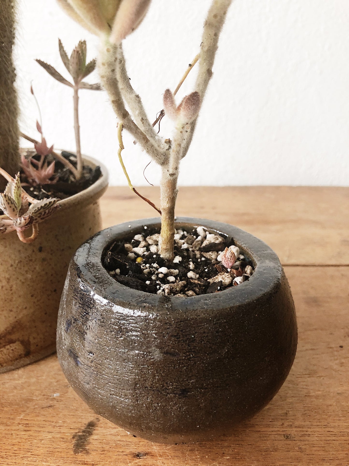 Succulent in Vintage