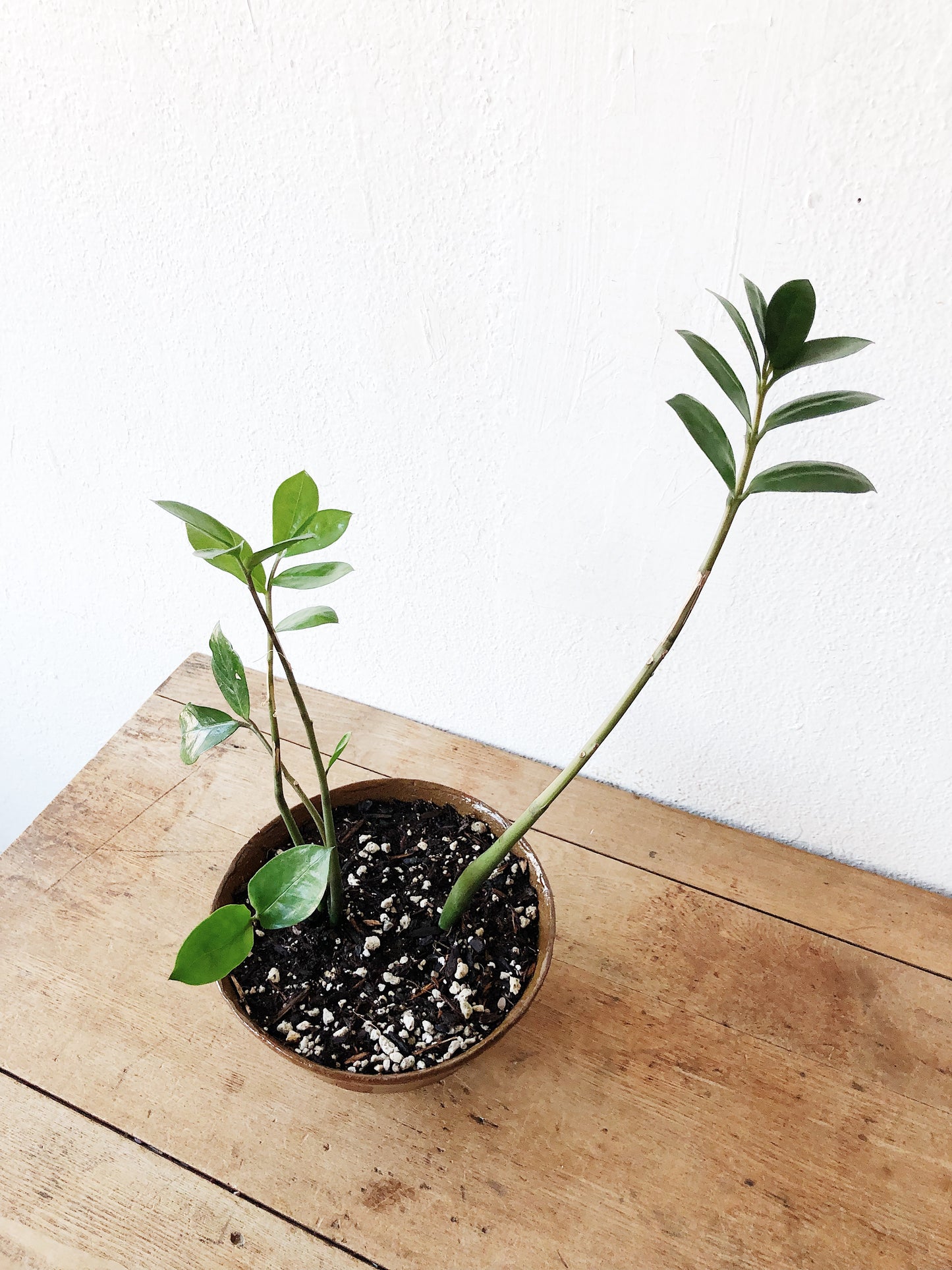 Potted ZZ Plant in Vintage Stoneware