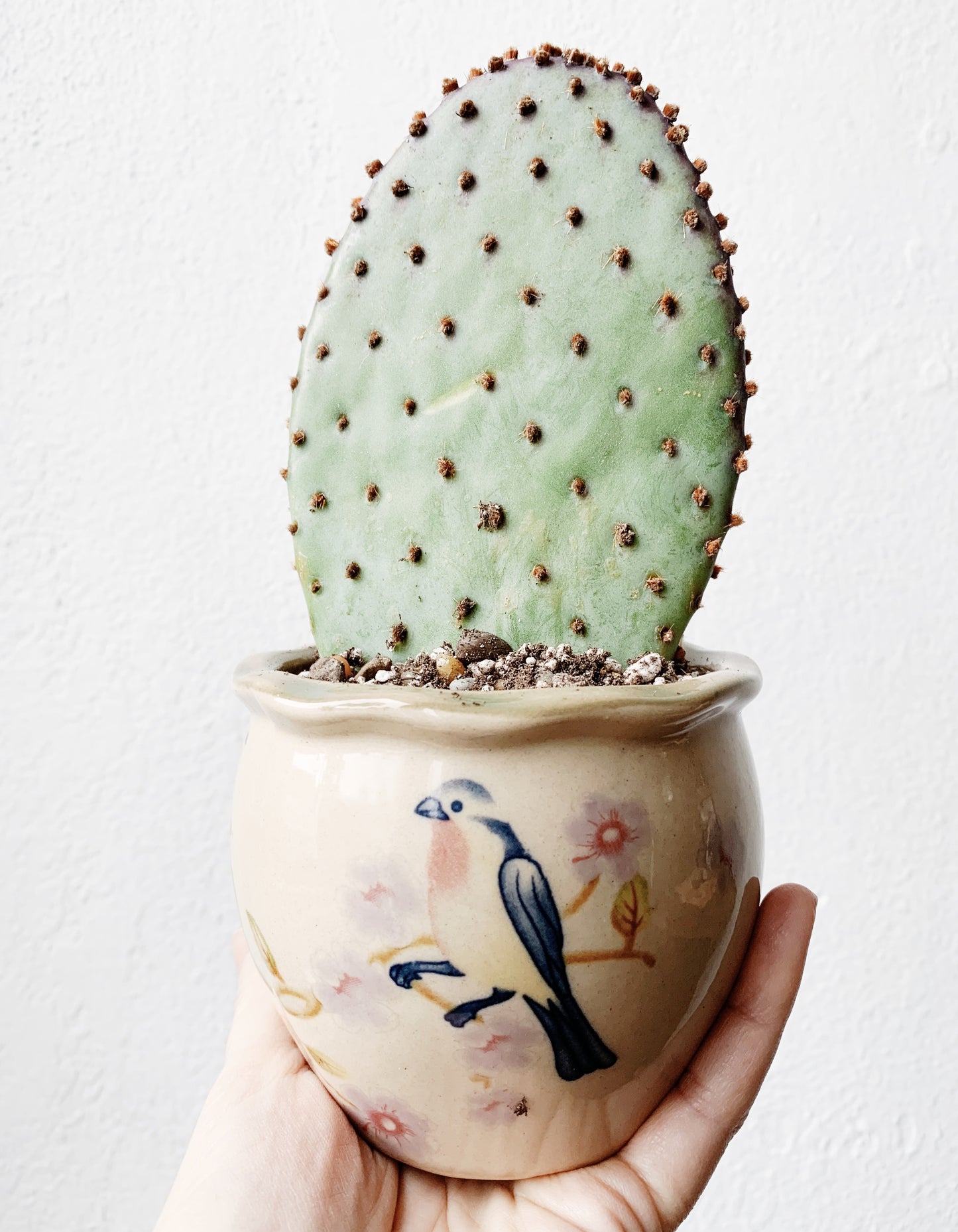 Prickly Pear Paddle Cactus in Vintage Ceramic Pot