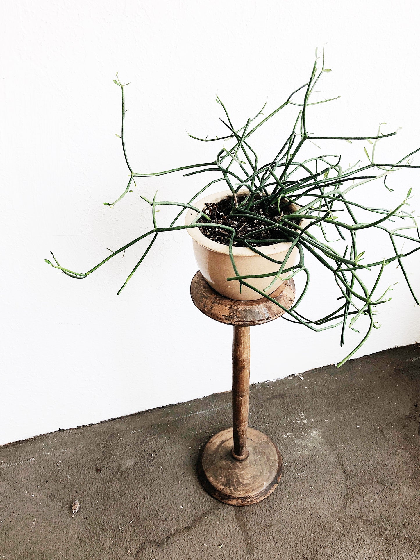 Euphorbia Tirucalli in Peach Stoneware