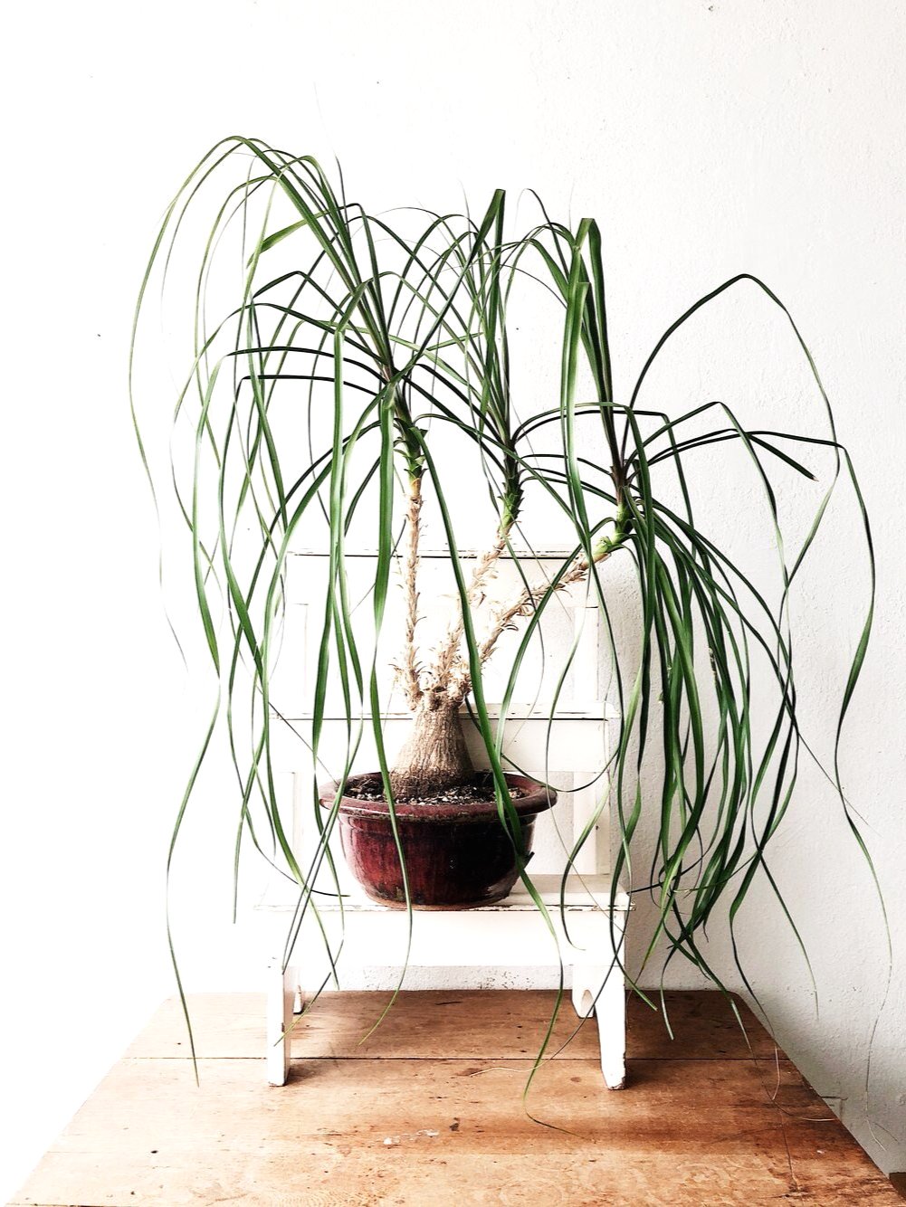 Ikebana Style Ponytail Palm