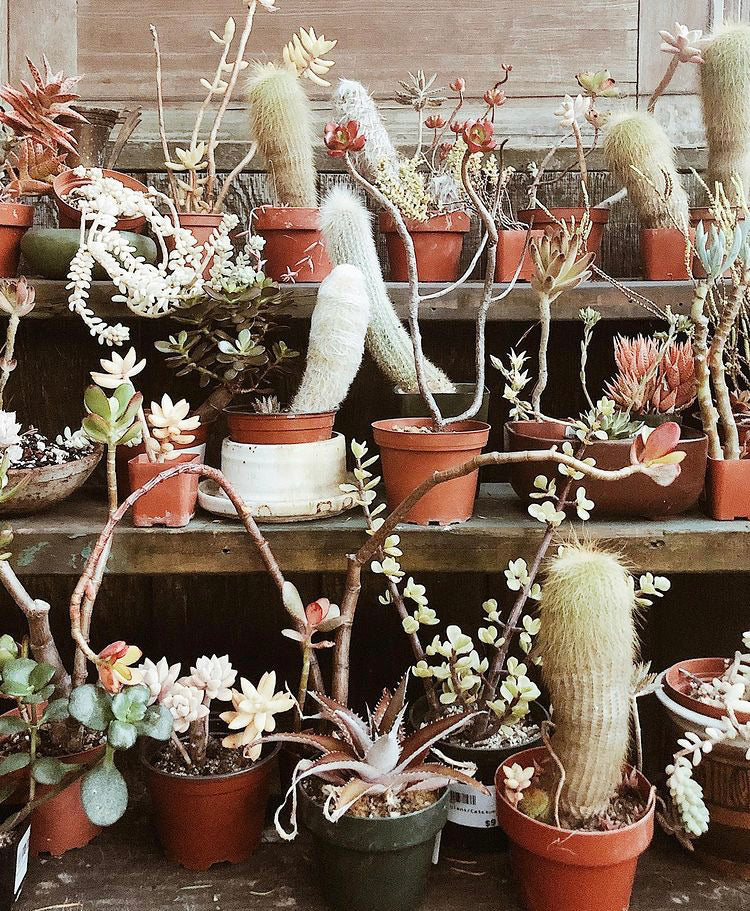 Succulent Collection in Lava Rock