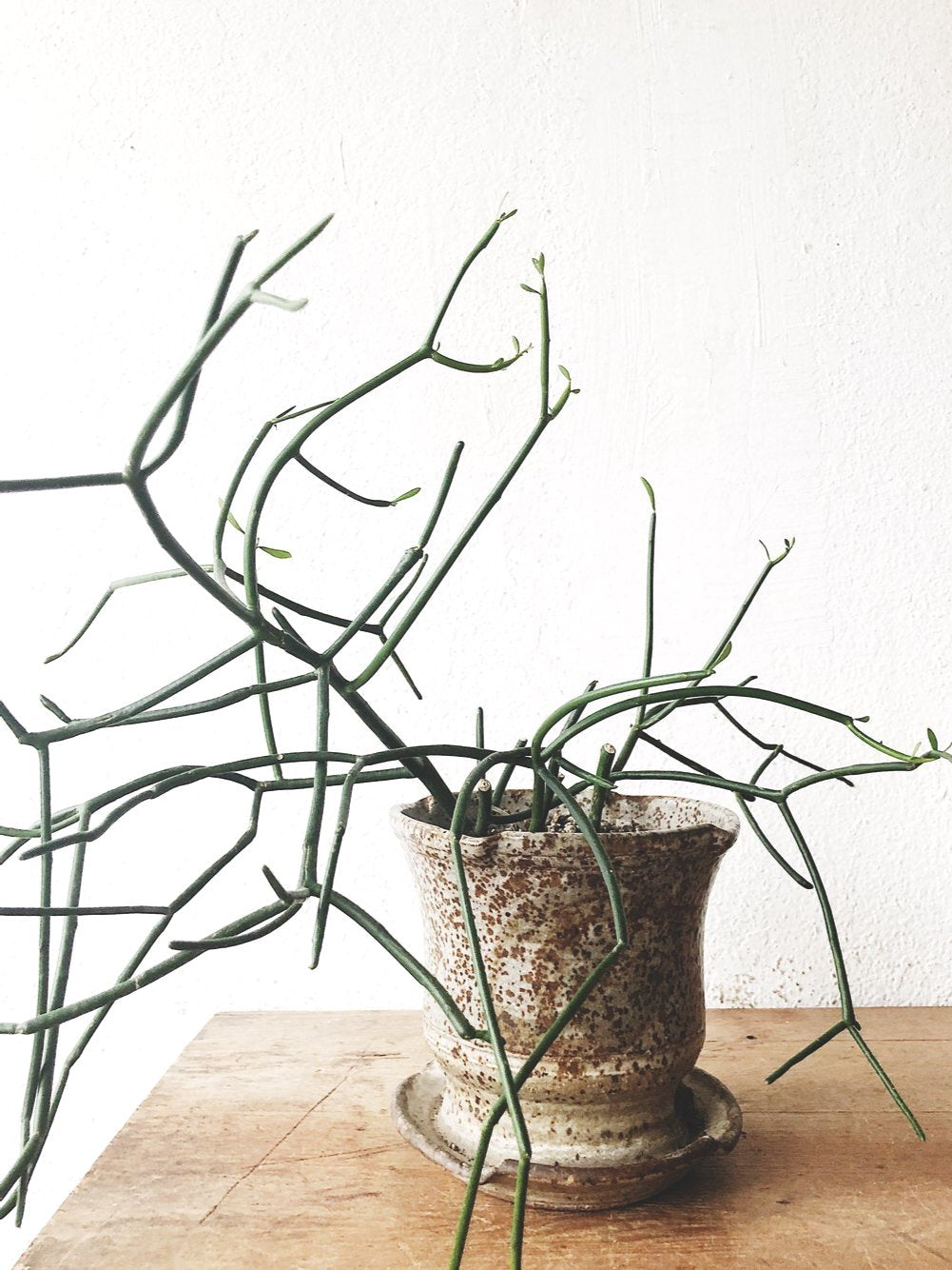 Walking Stick Cactus in Vintage