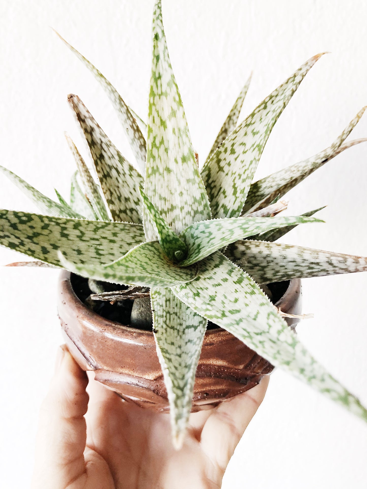 Variegated Aloe Potted in Vintage