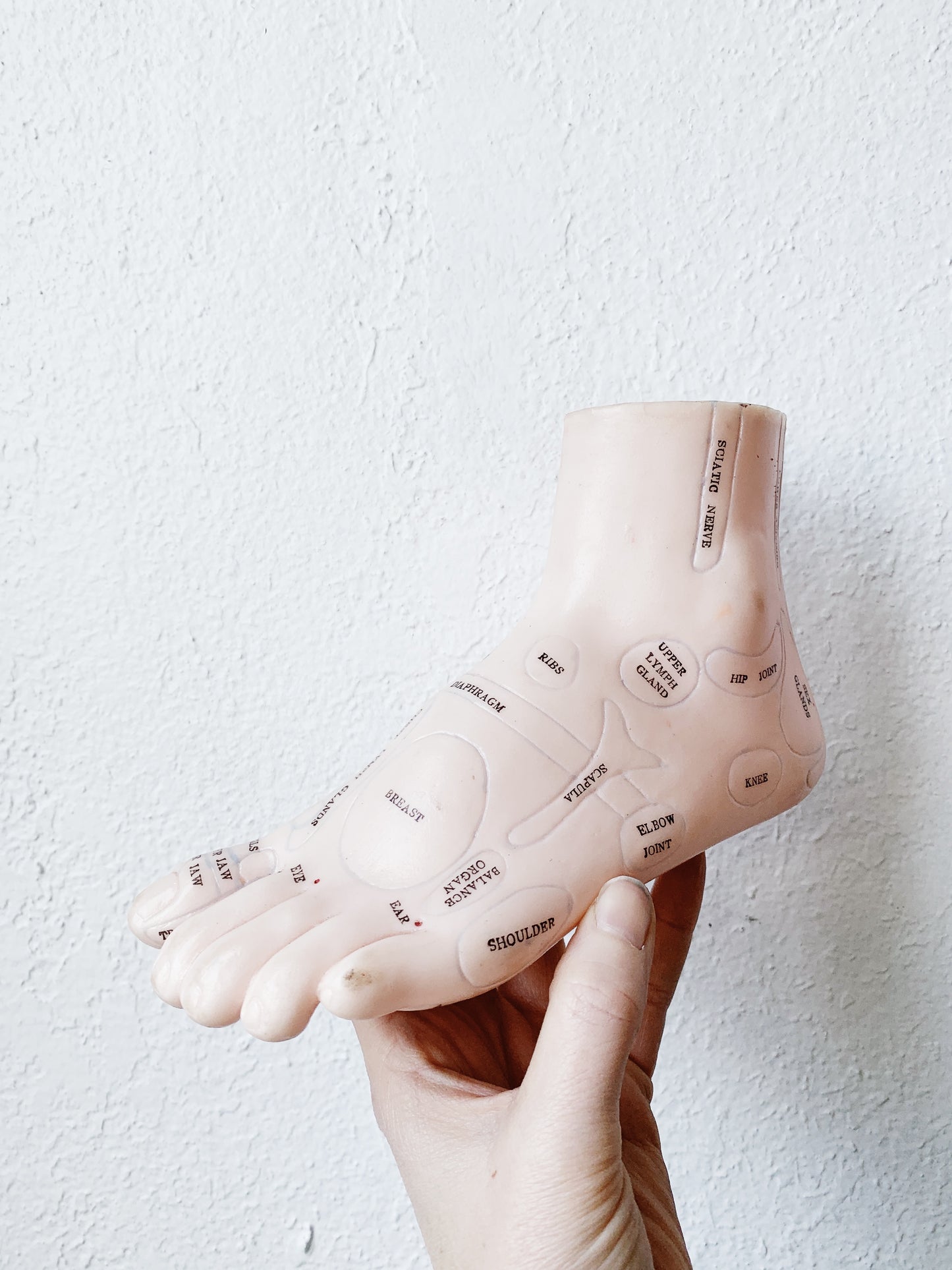 RESERVED Reflexology Foot Model