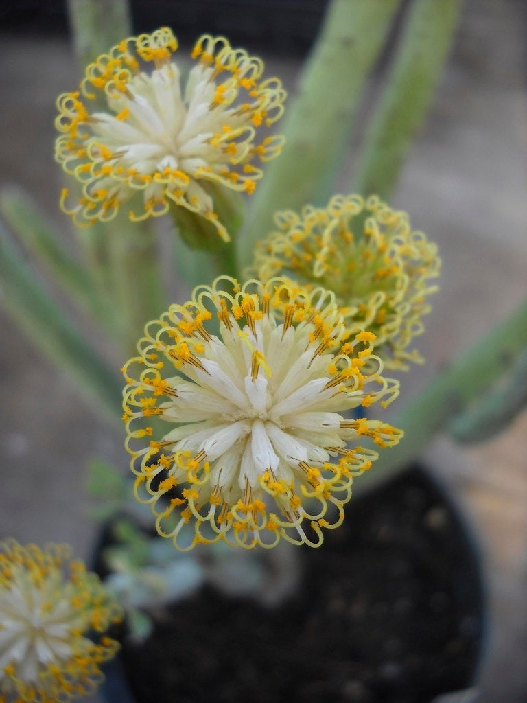 Extremely Rare Senecio Anteuphorbium in Terra