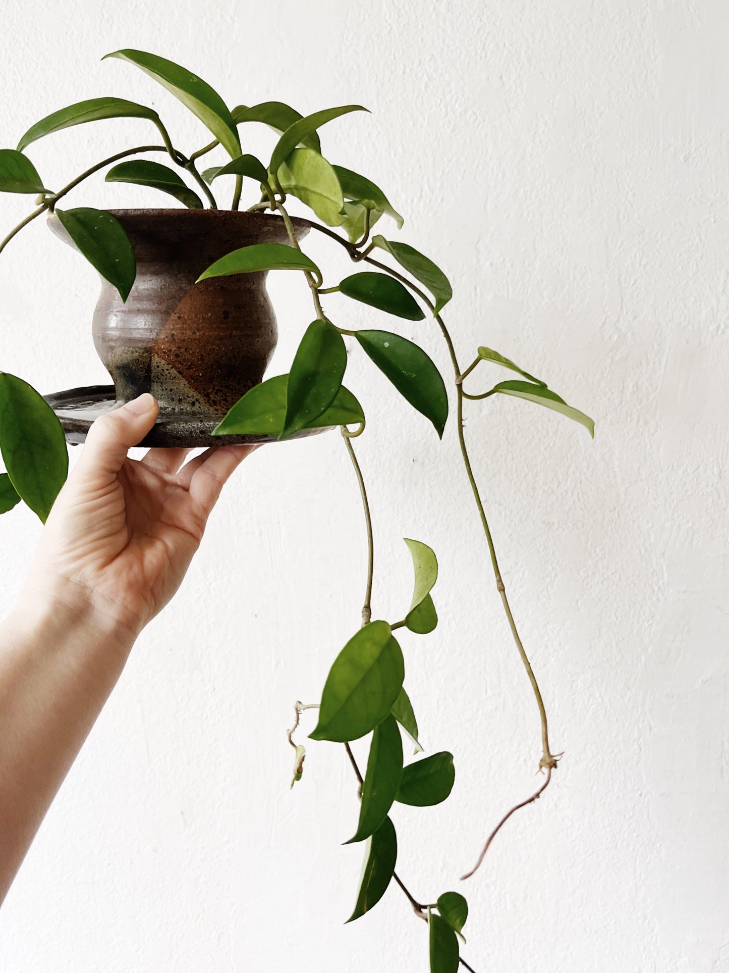 Hoya Carnosa in Vintage Stoneware Planter
