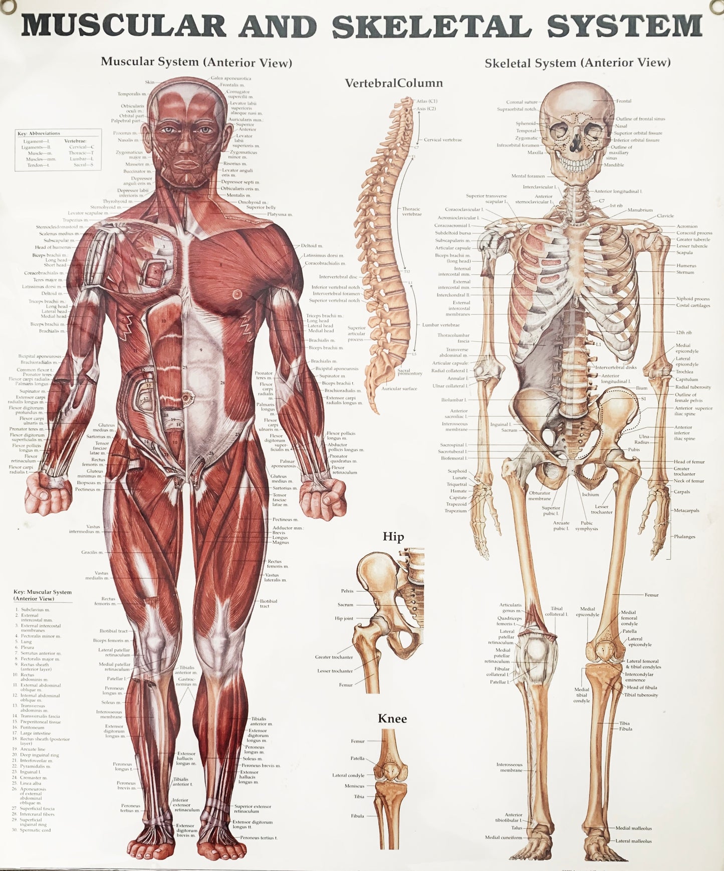 1990’s Vintage Anatomical Chart