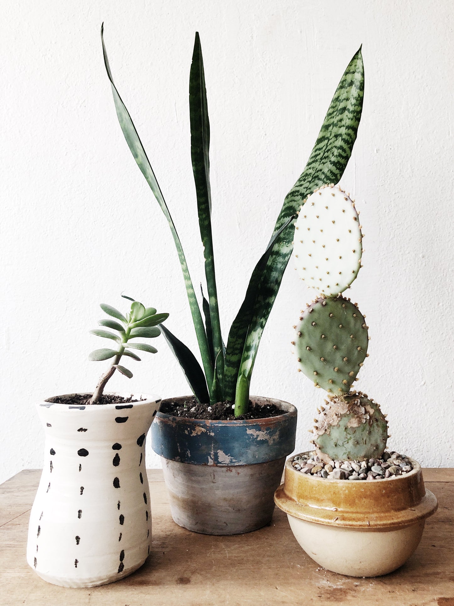 Opuntia Santarita in Vintage Salt Crock