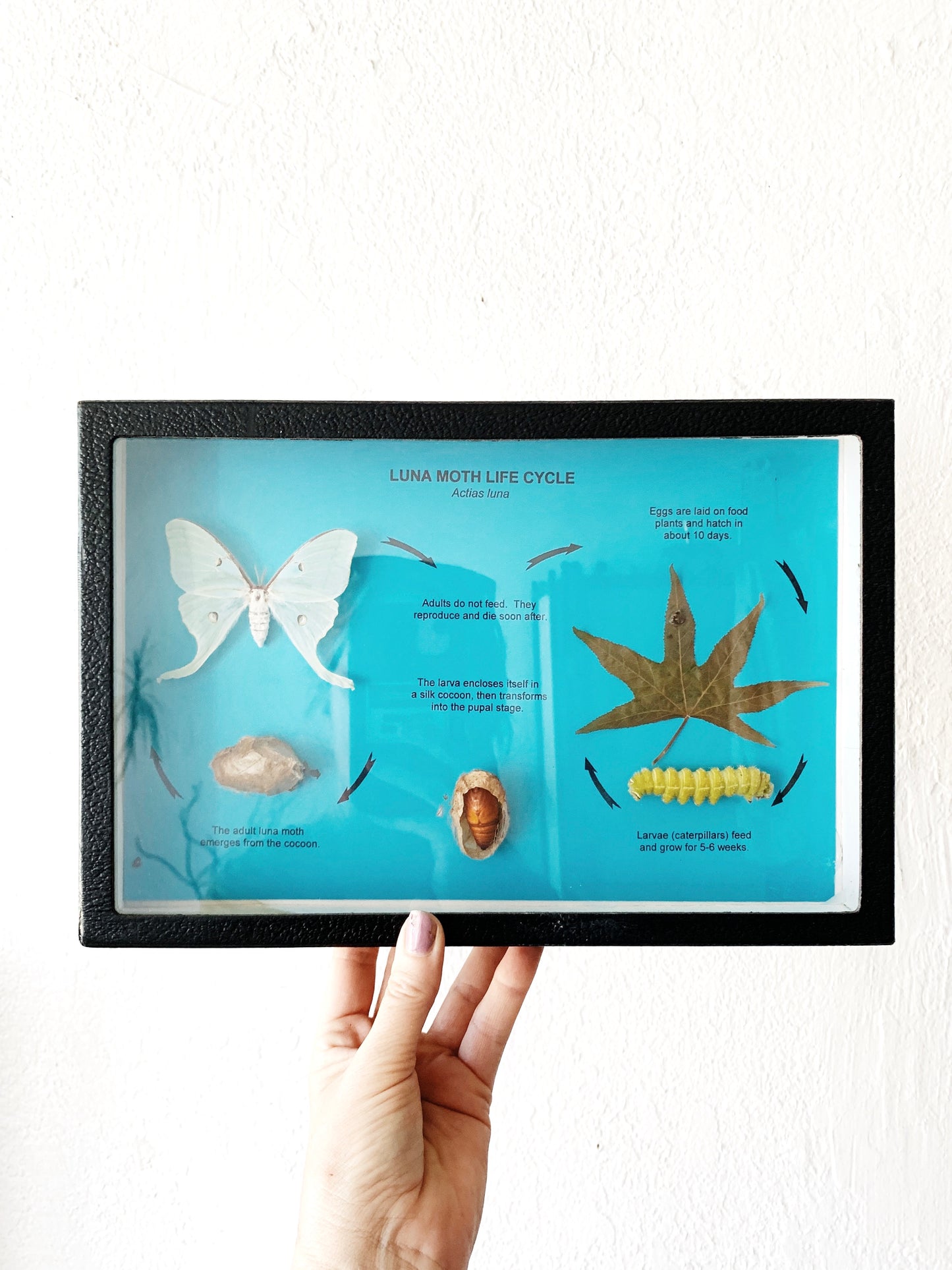 Luna Moth Life Cycle Specimen Box